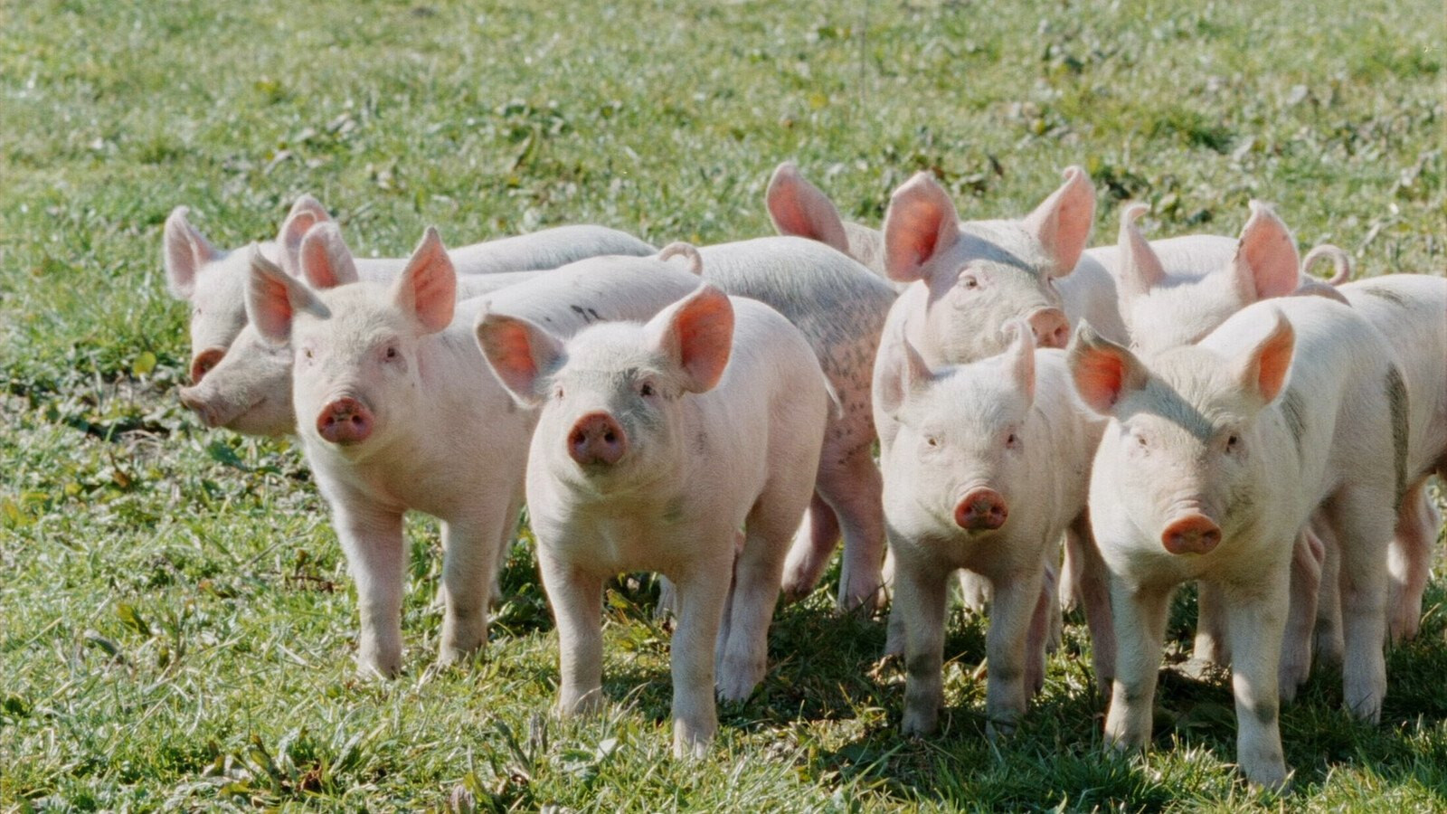 The Eclipse Background