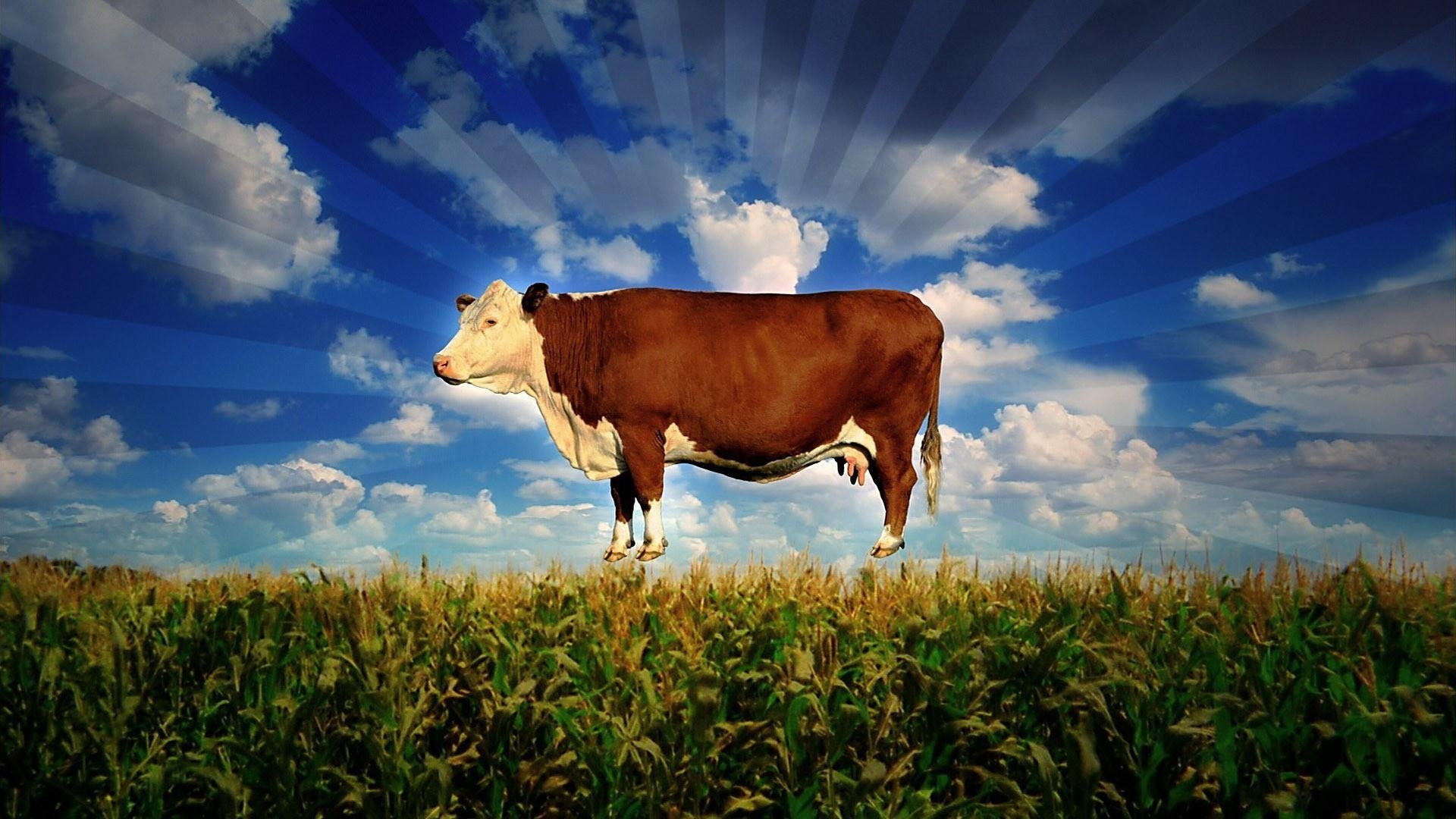 Food, Inc. Background