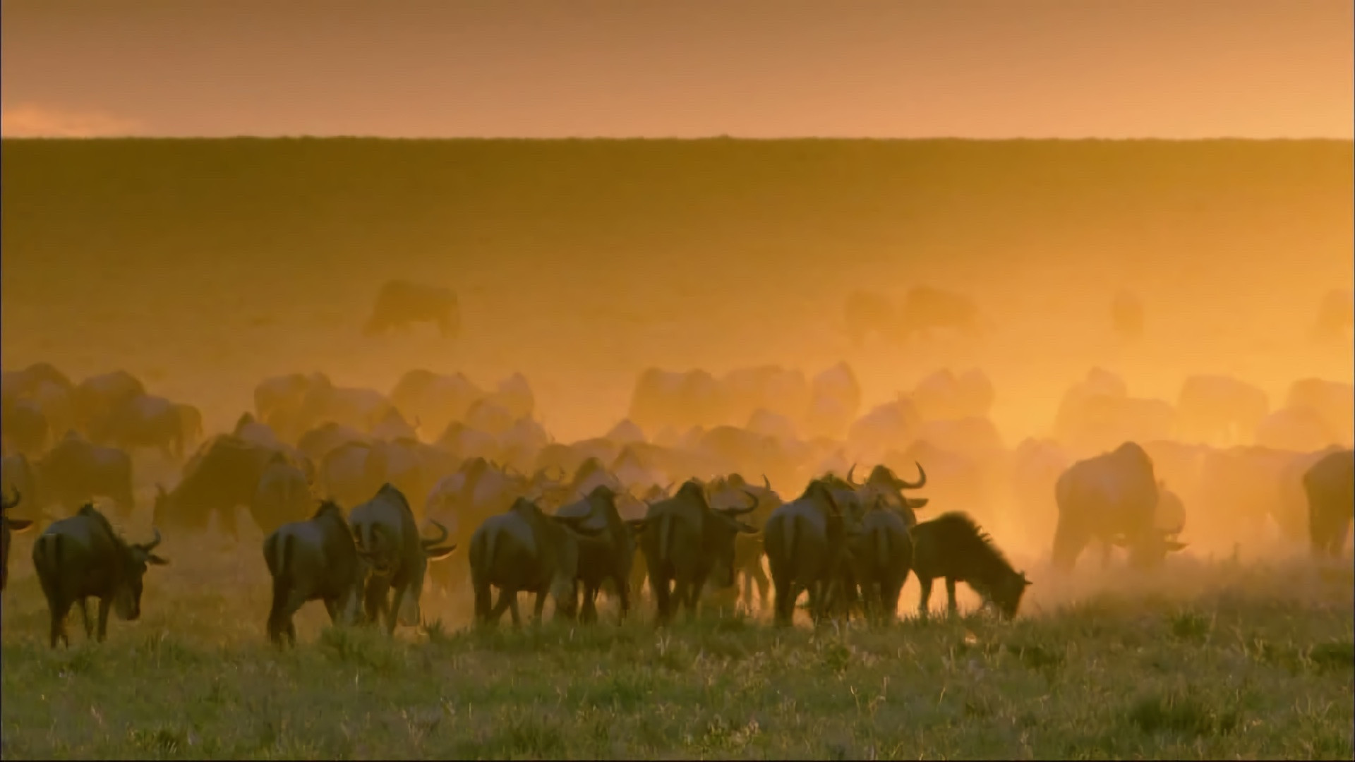 Wildlife Specials Background