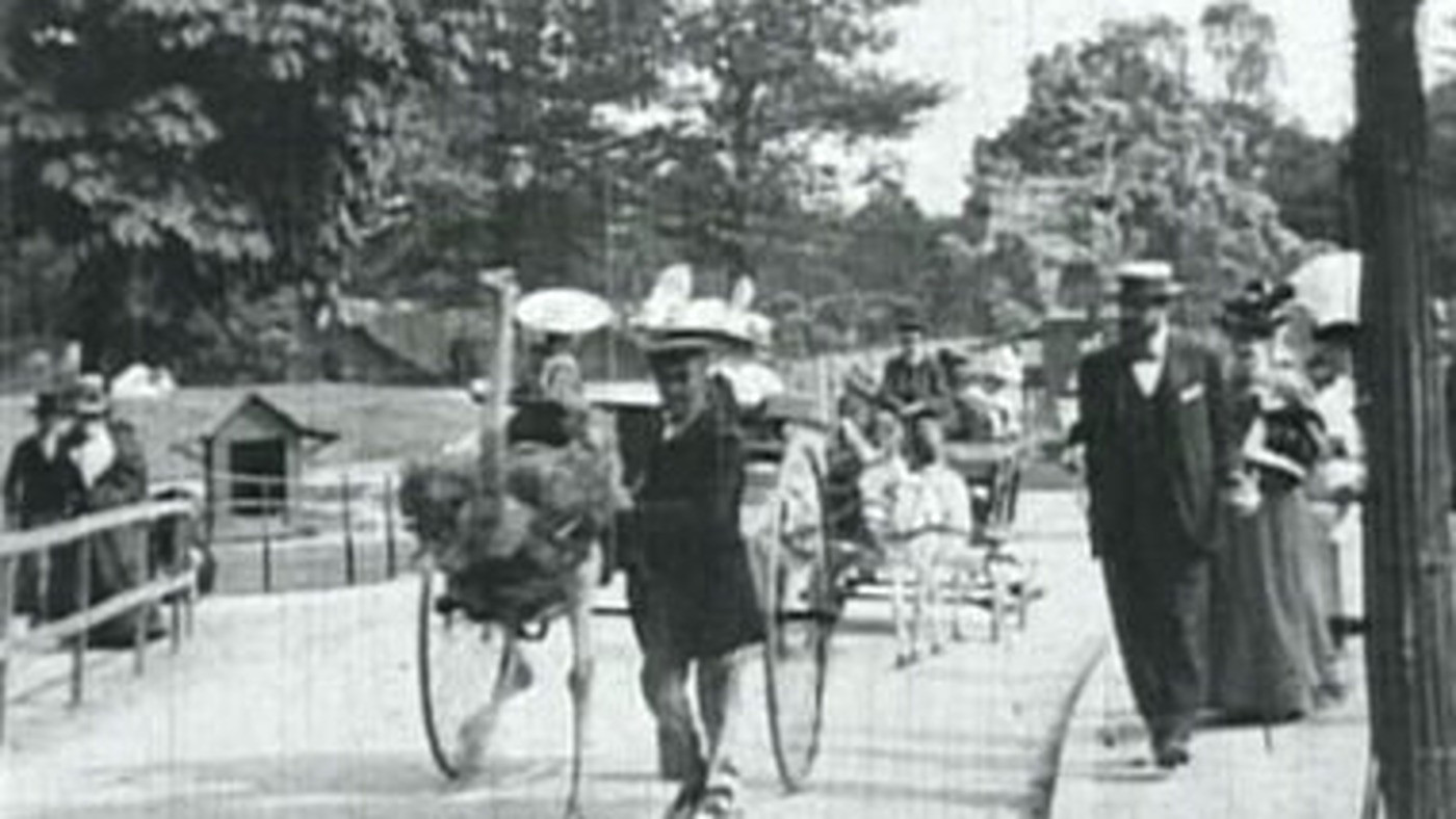 Ostriches Background