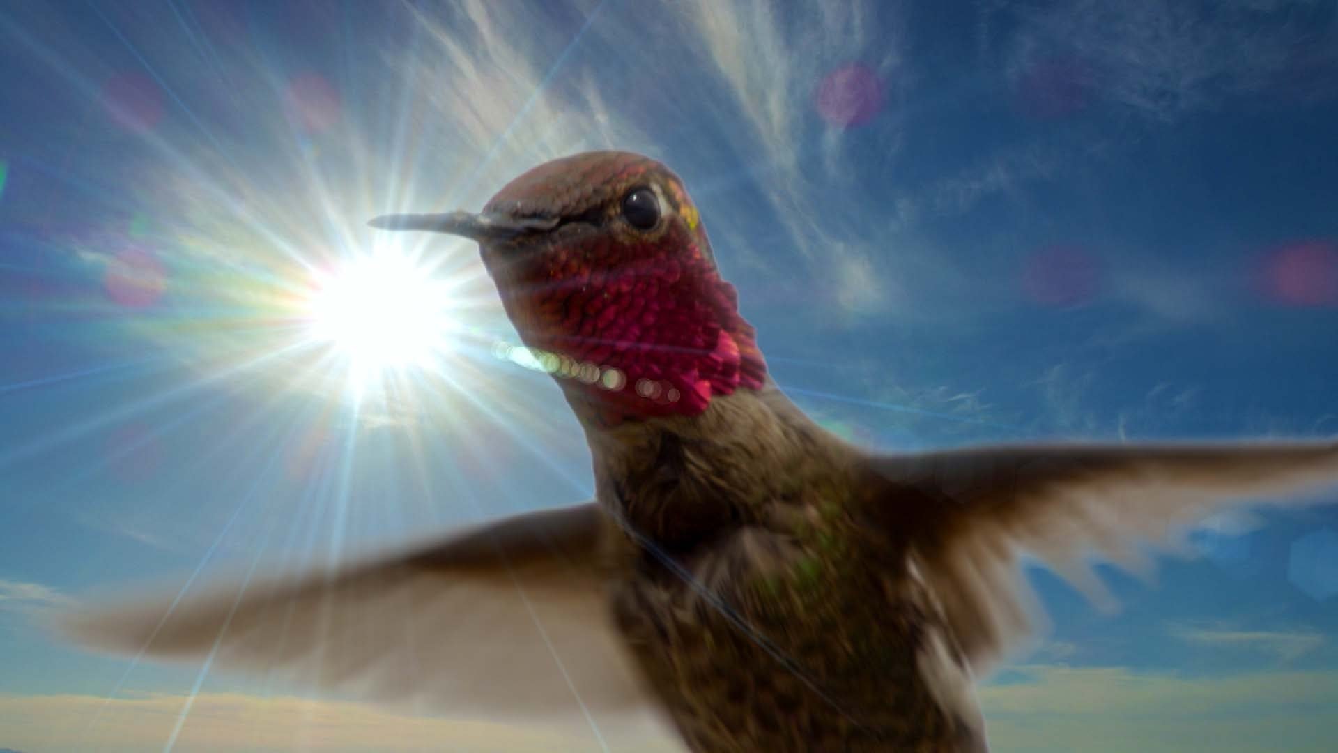 Life in the Air Background