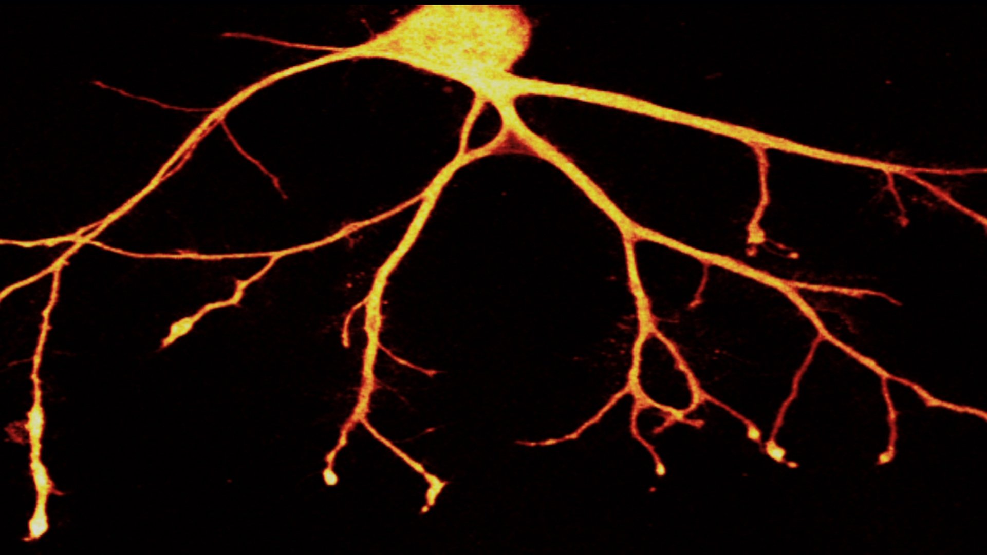 In Search of Memory Background