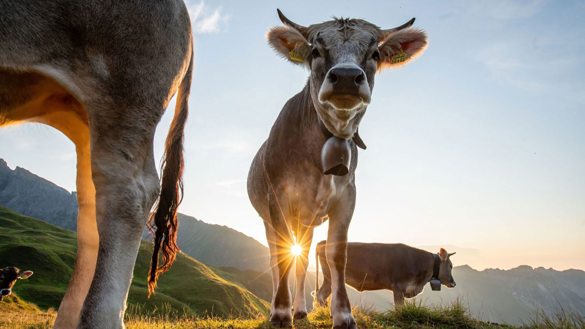 Im Berg dahuim Background