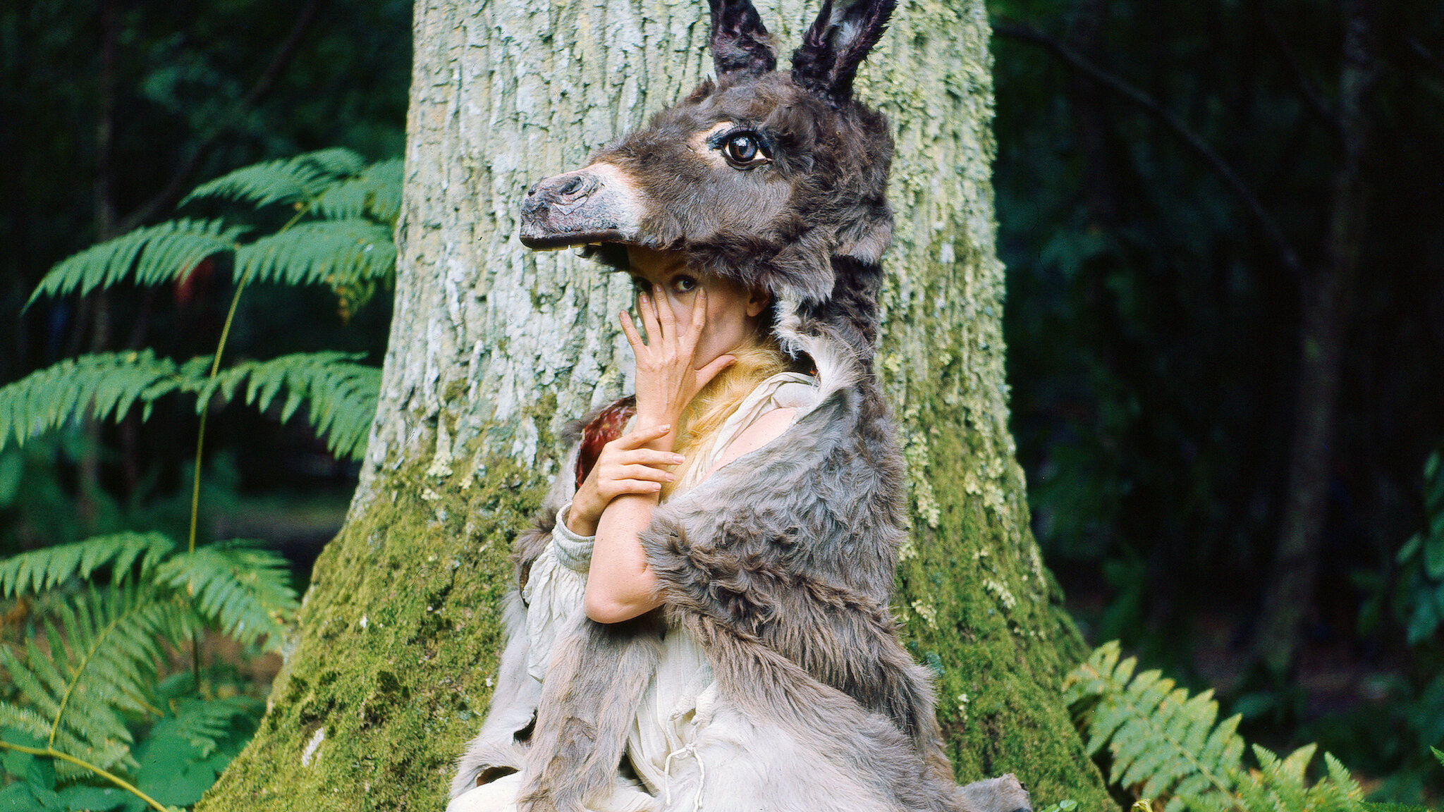 Donkey Skin Background