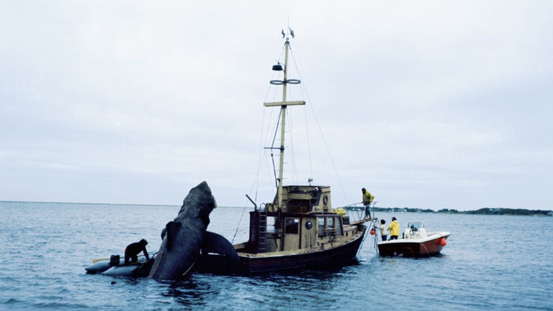 In the Teeth of Jaws Background