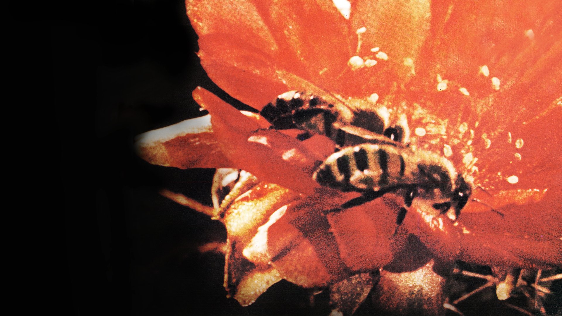 Secrets of Life Background