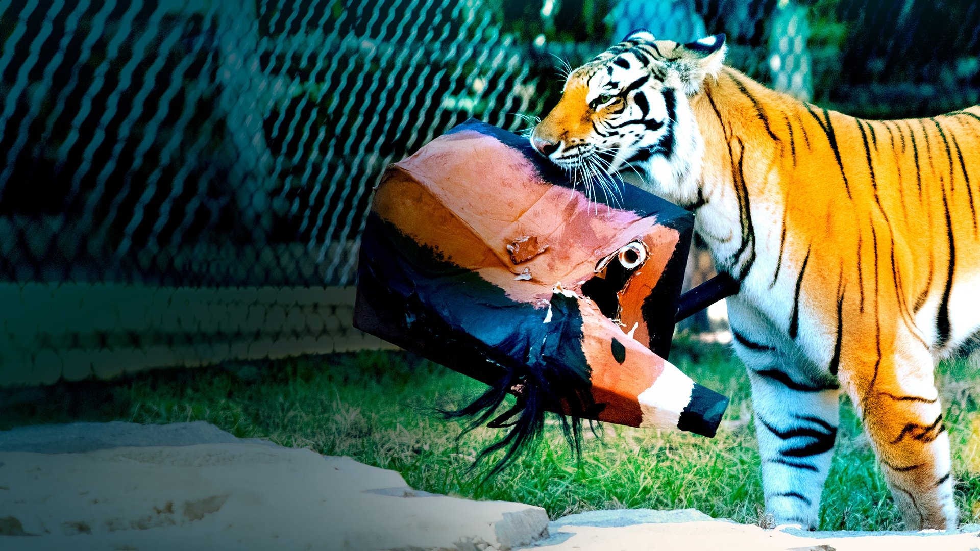 Big Cat Games Background