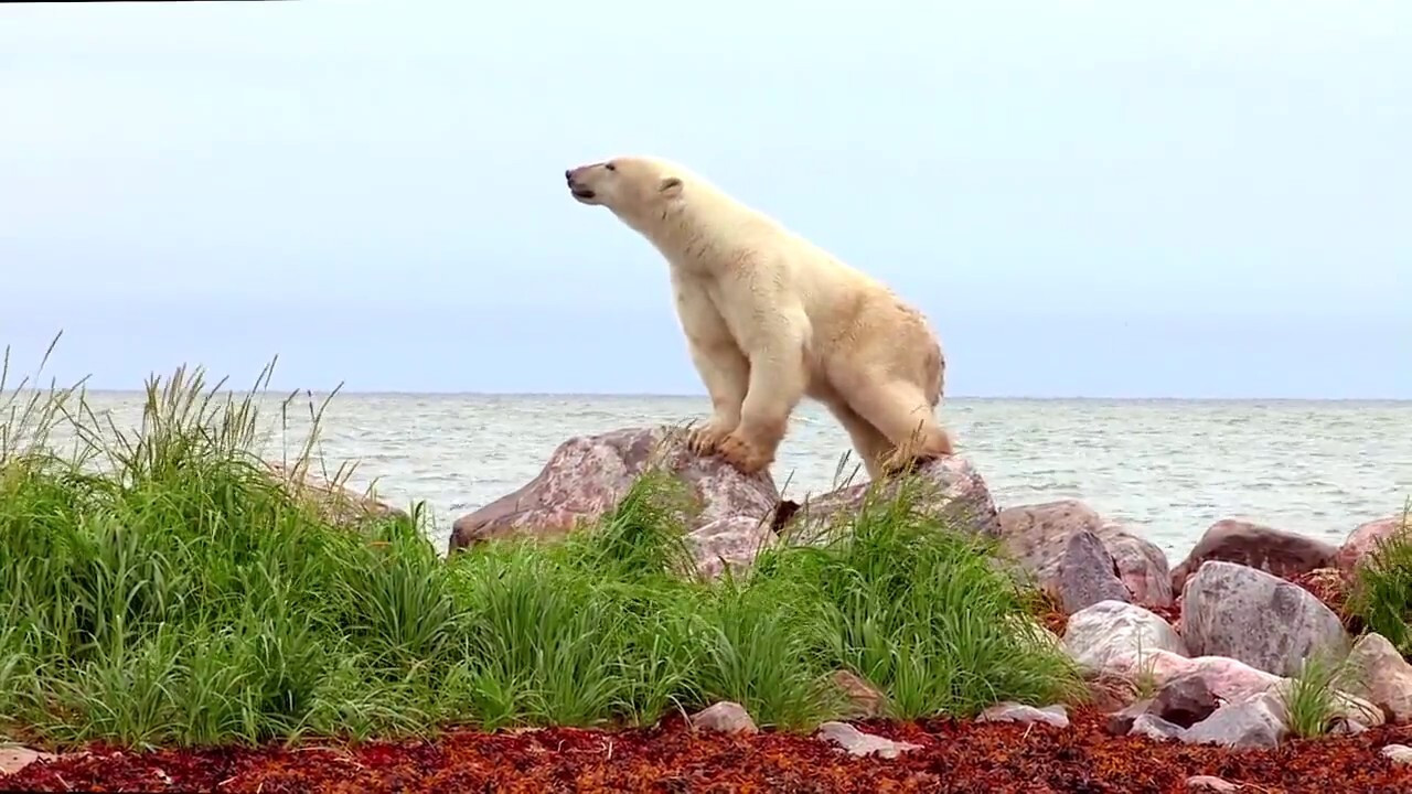 Polar Bears: A Summer Odyssey Background
