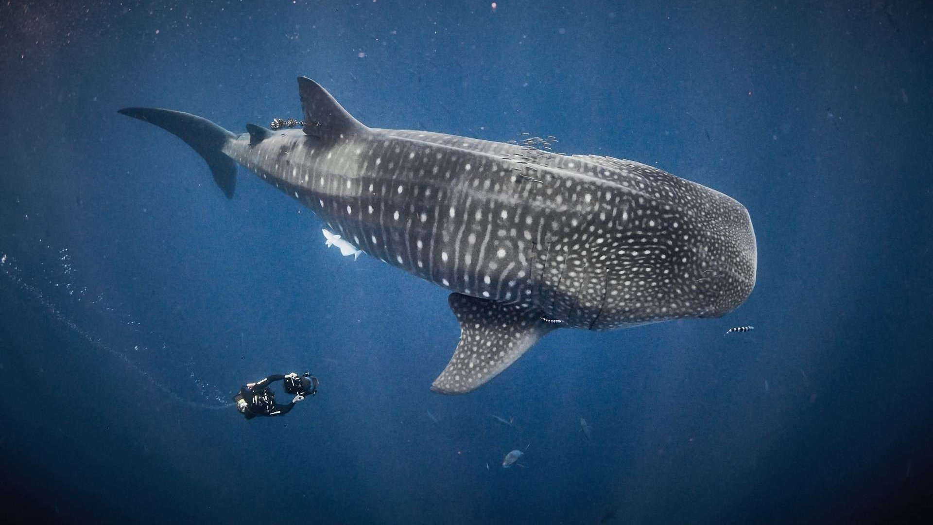 For the Love of Sharks Background