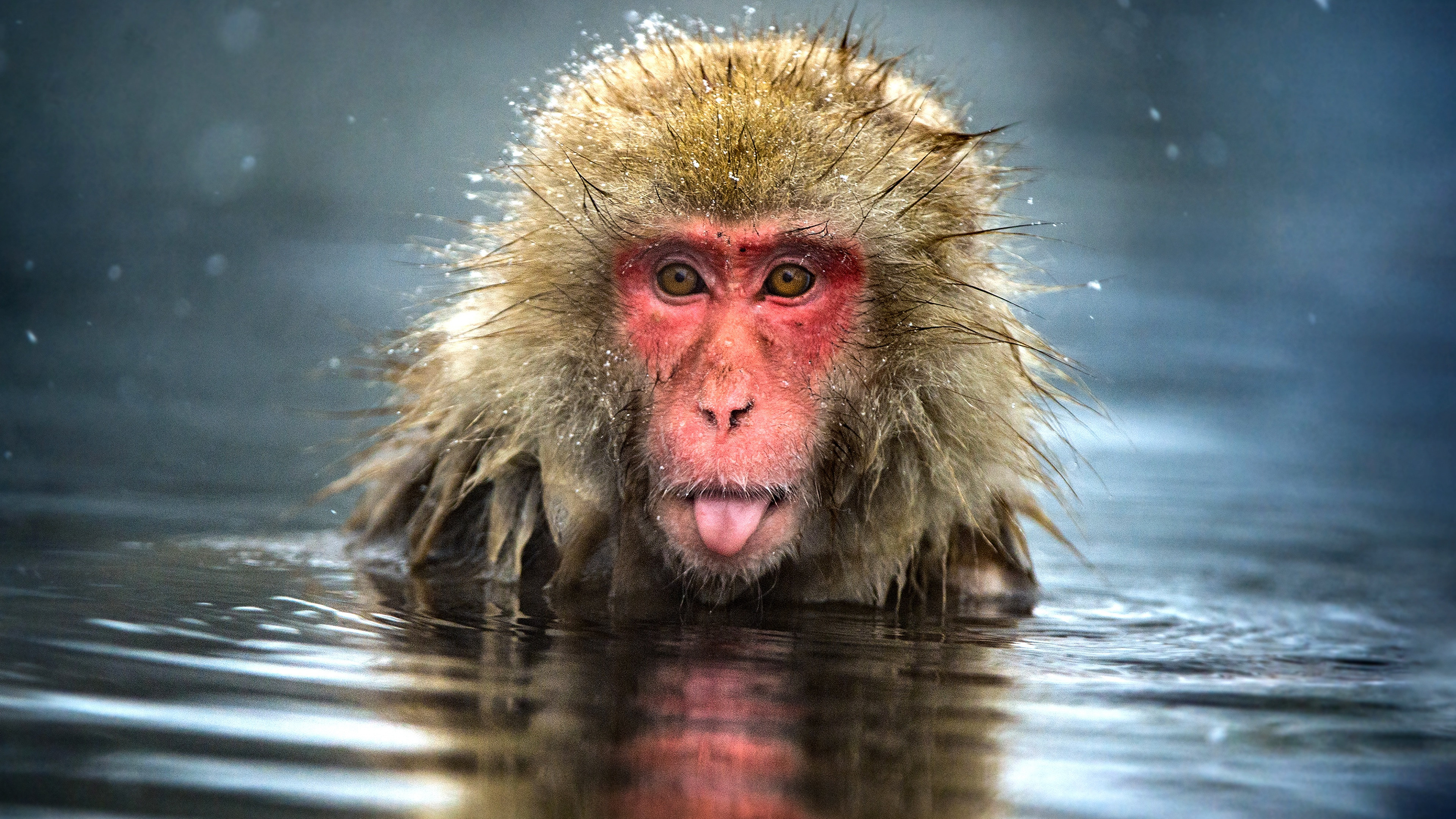 Monkey Planet Background