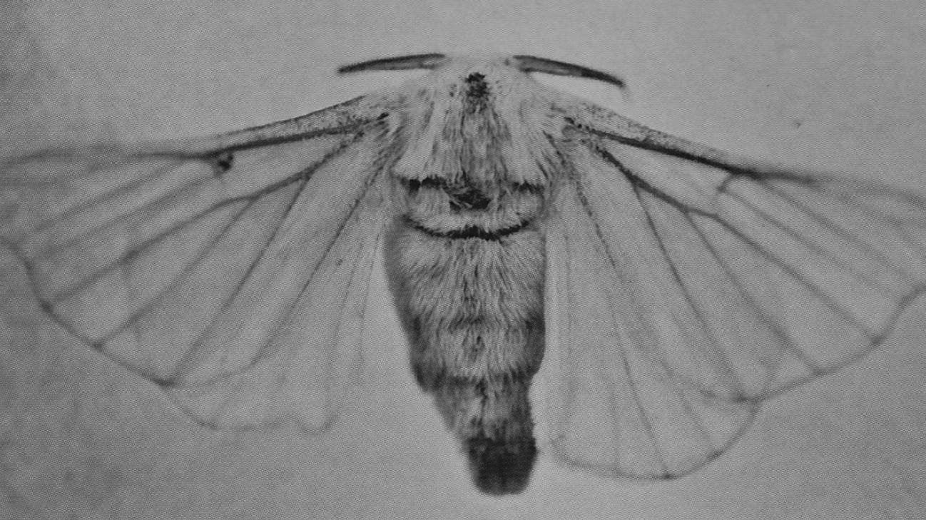 AFI: I Heard a Voice Background