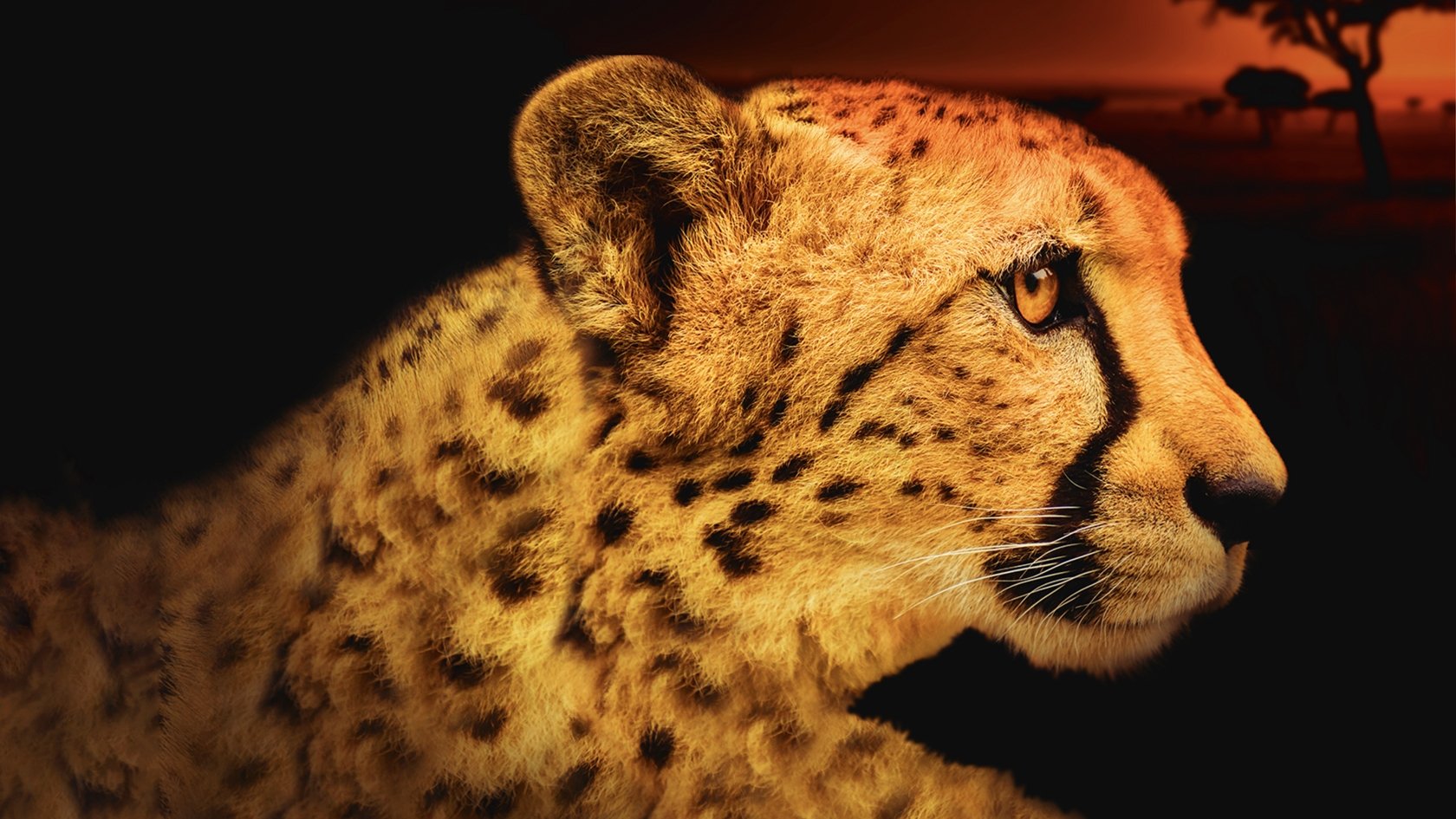 Africa's Deadliest Background