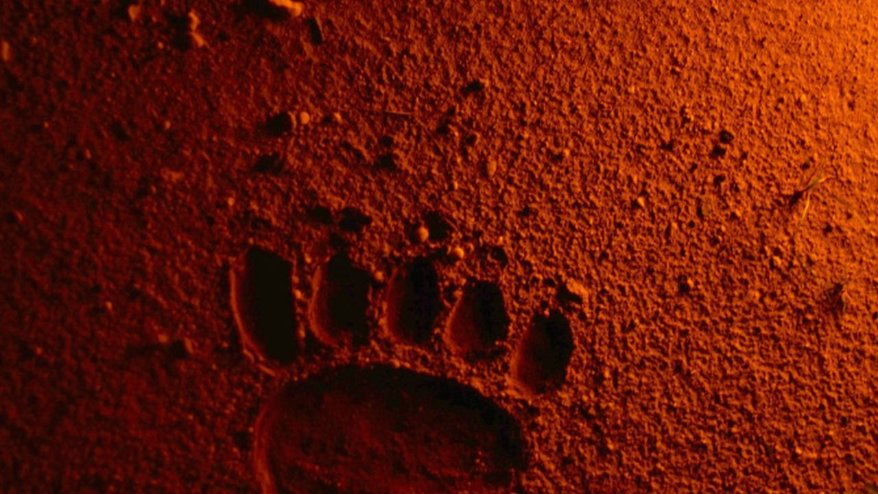 Bears Discover Fire Background