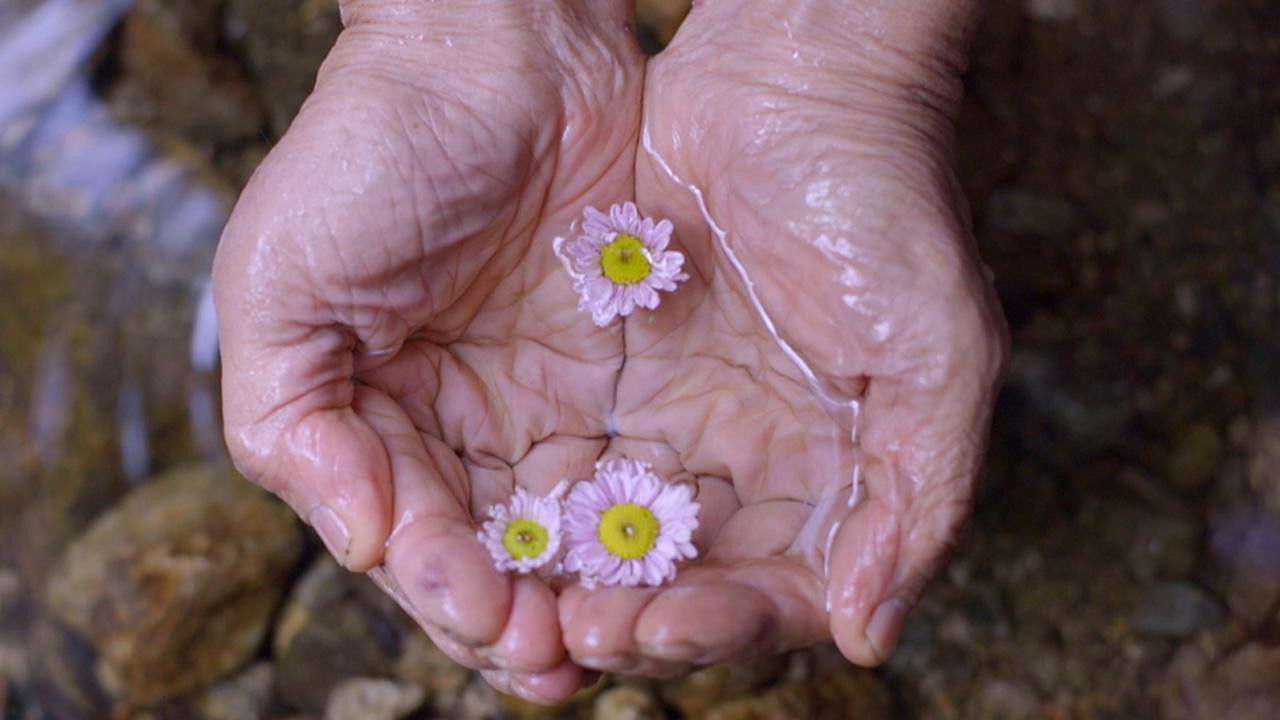 Late Bloomer Background