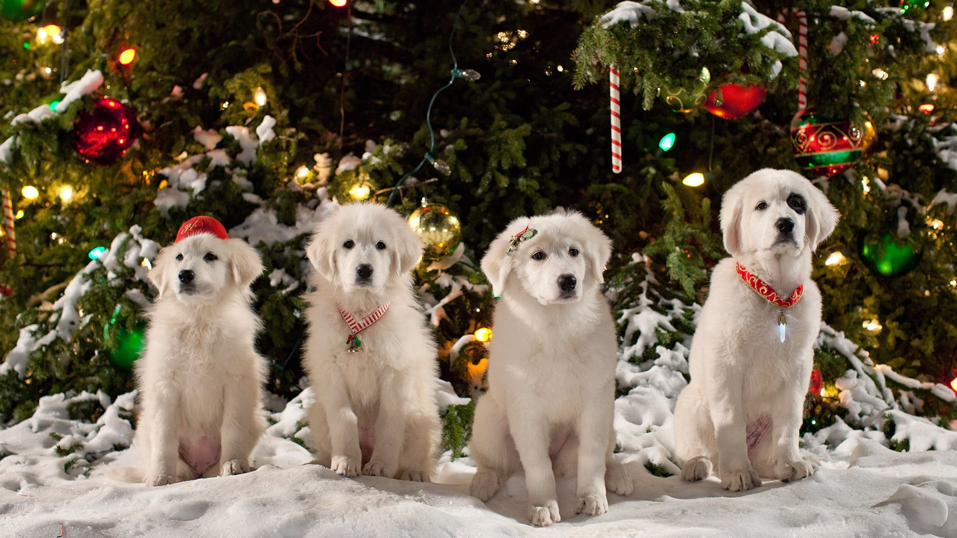 Santa Paws 2: The Santa Pups Background
