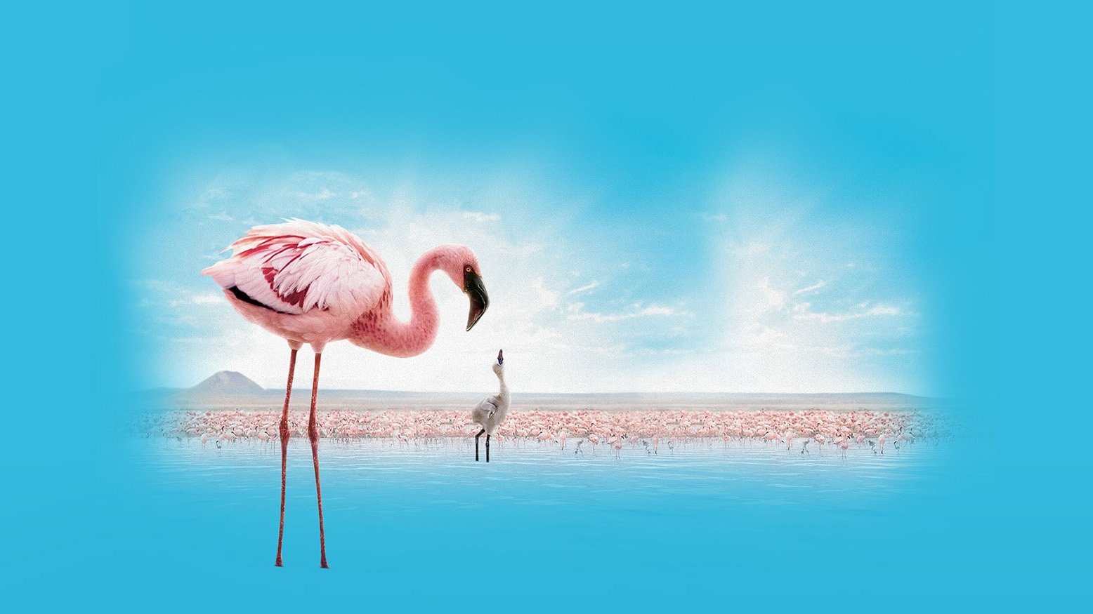 The Crimson Wing: Mystery of the Flamingos Background