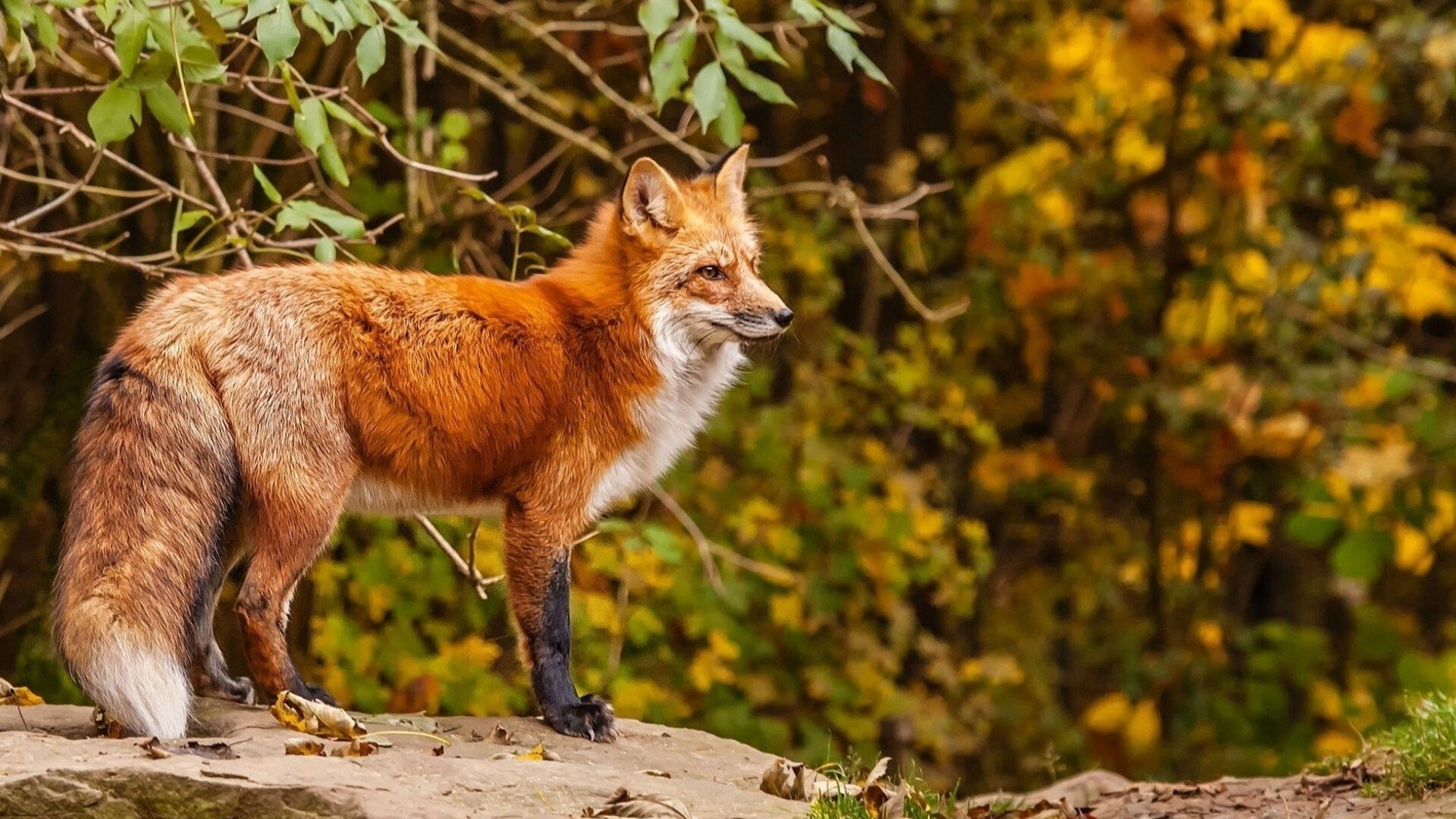 La France sauvage Background