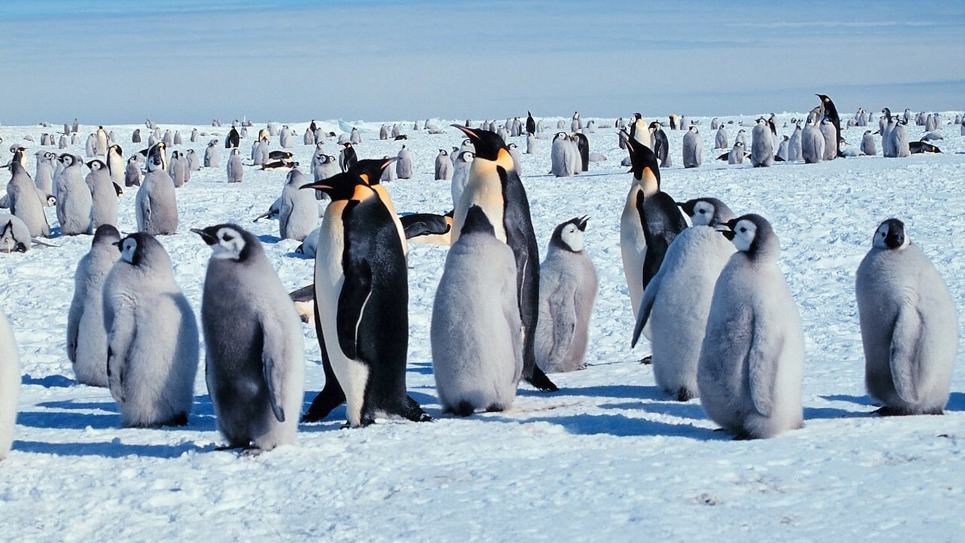 Life in the Freezer Background