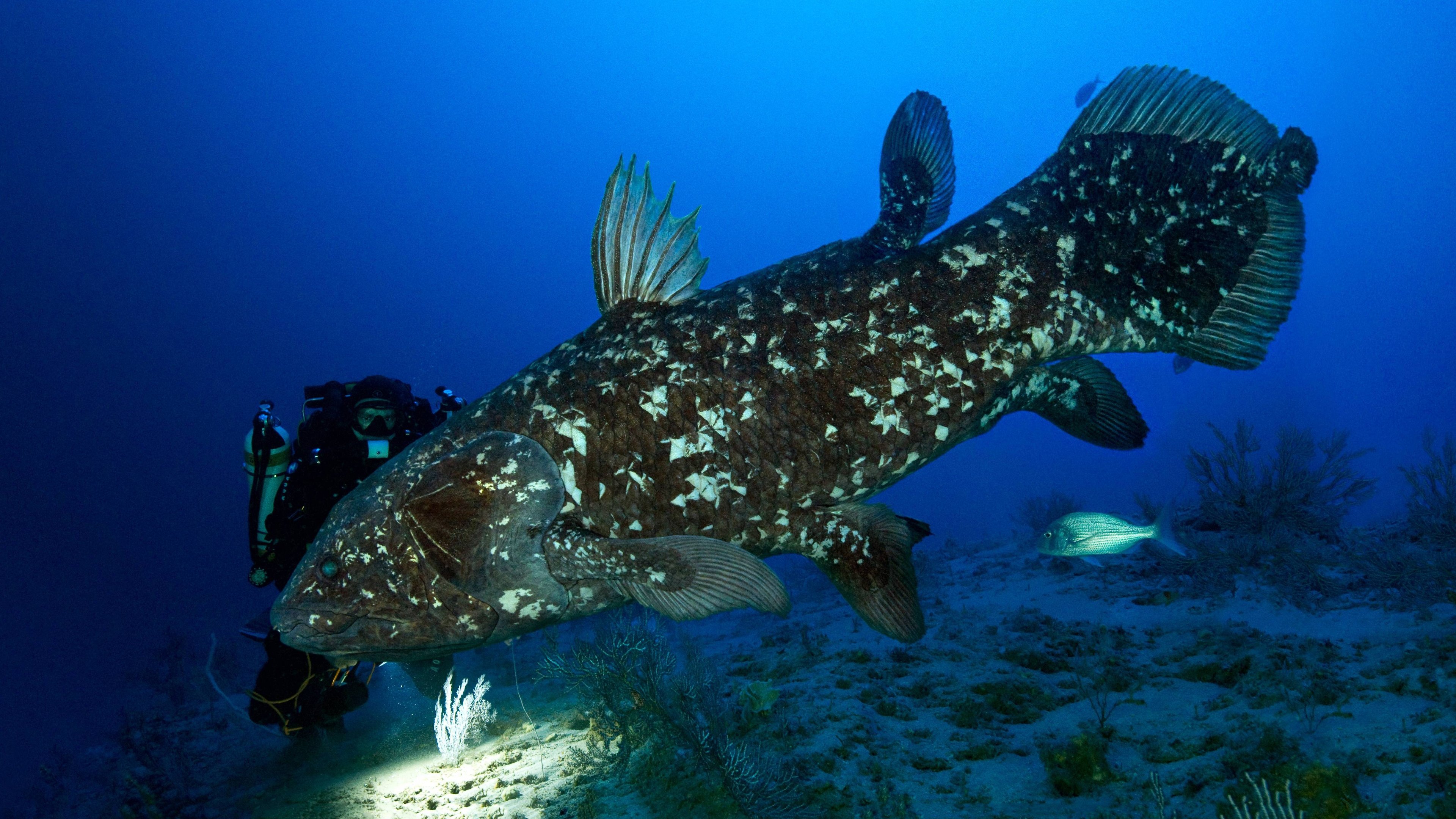 The Coelacanth, a dive into our origins Background