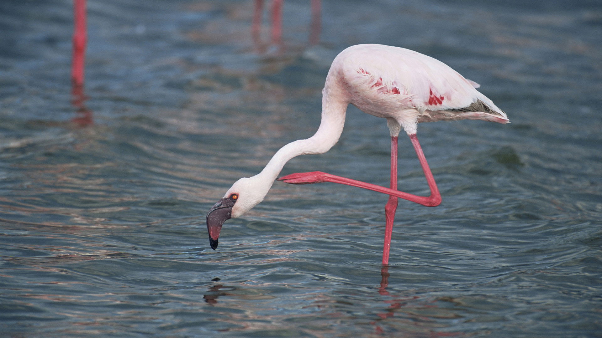 Andes to Amazon Background
