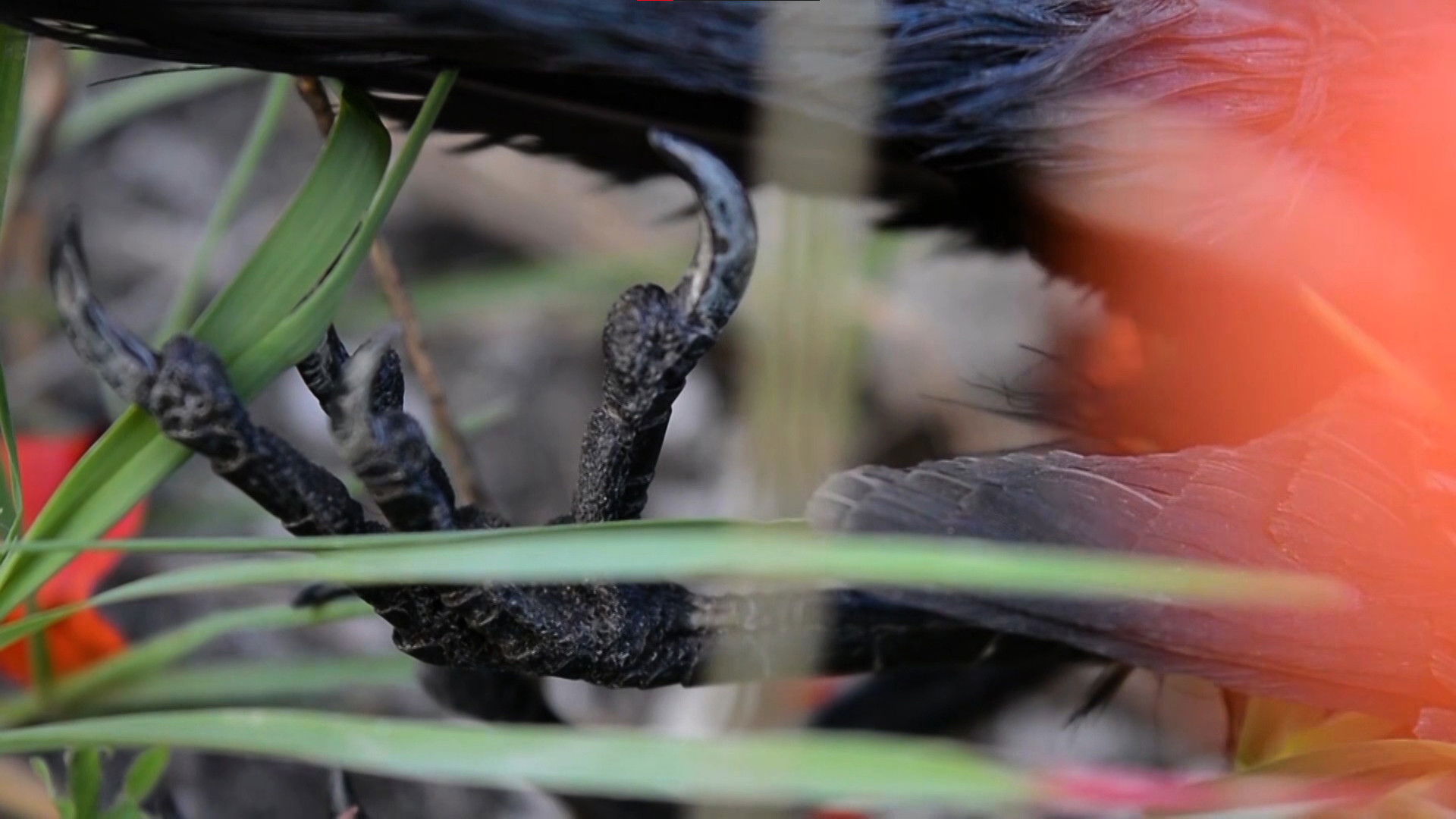 Cadaverous Sonneteer Background