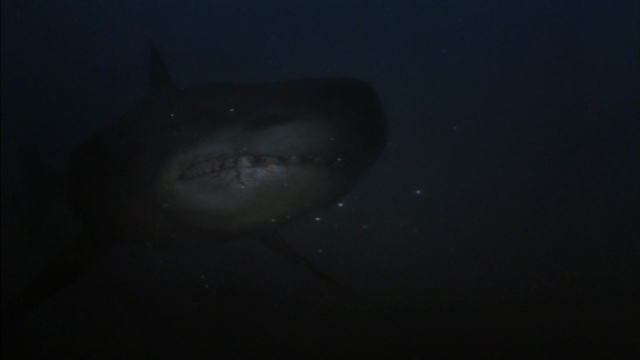 Shark Hunter Background