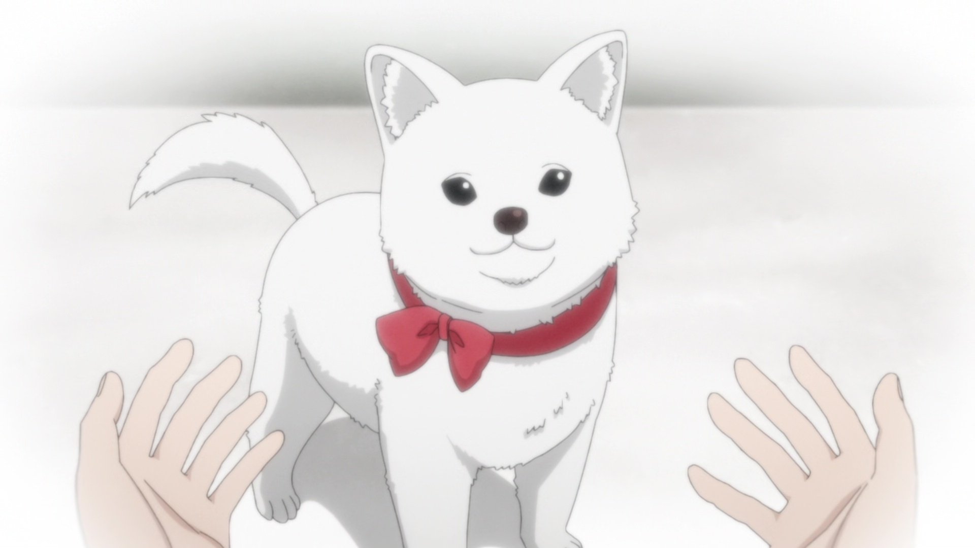 Kinokoinu Mushroom Pup Background