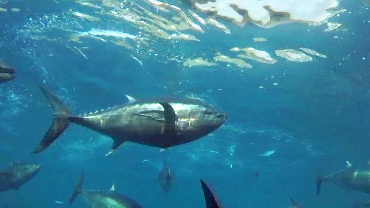 Cultivating the Seas: History and Future of the Full-Cycle Cultured Kindai Tuna Background