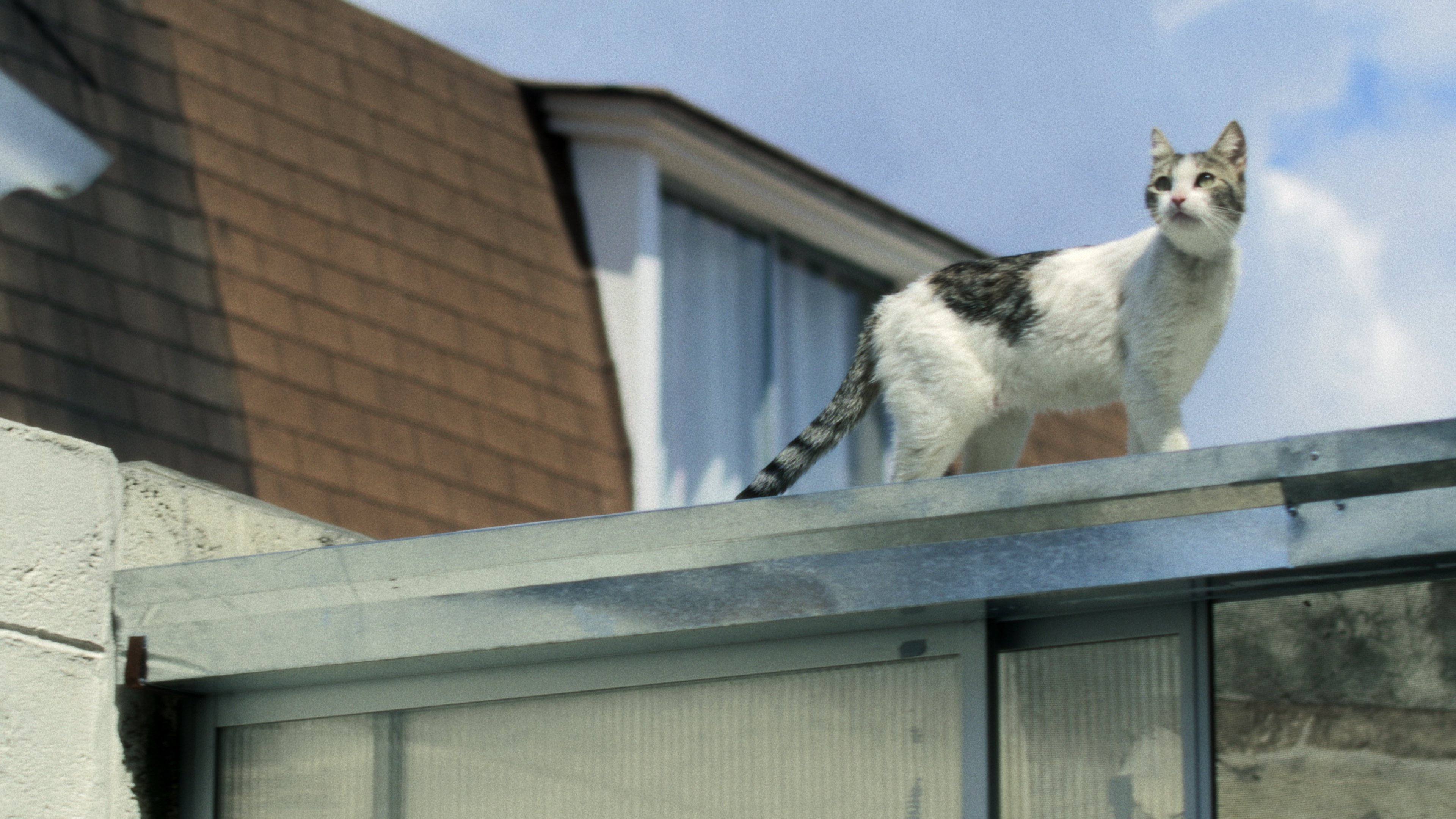 Viejos Malditos Background