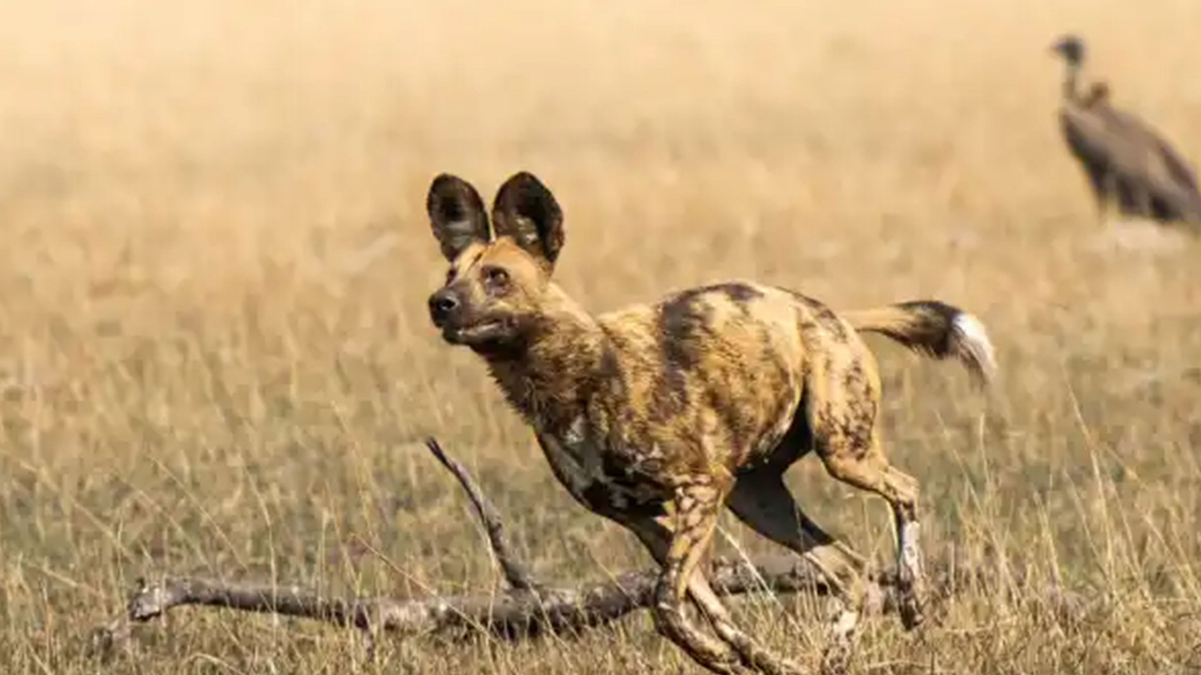 African Adventure: Safari in the Okavango Background