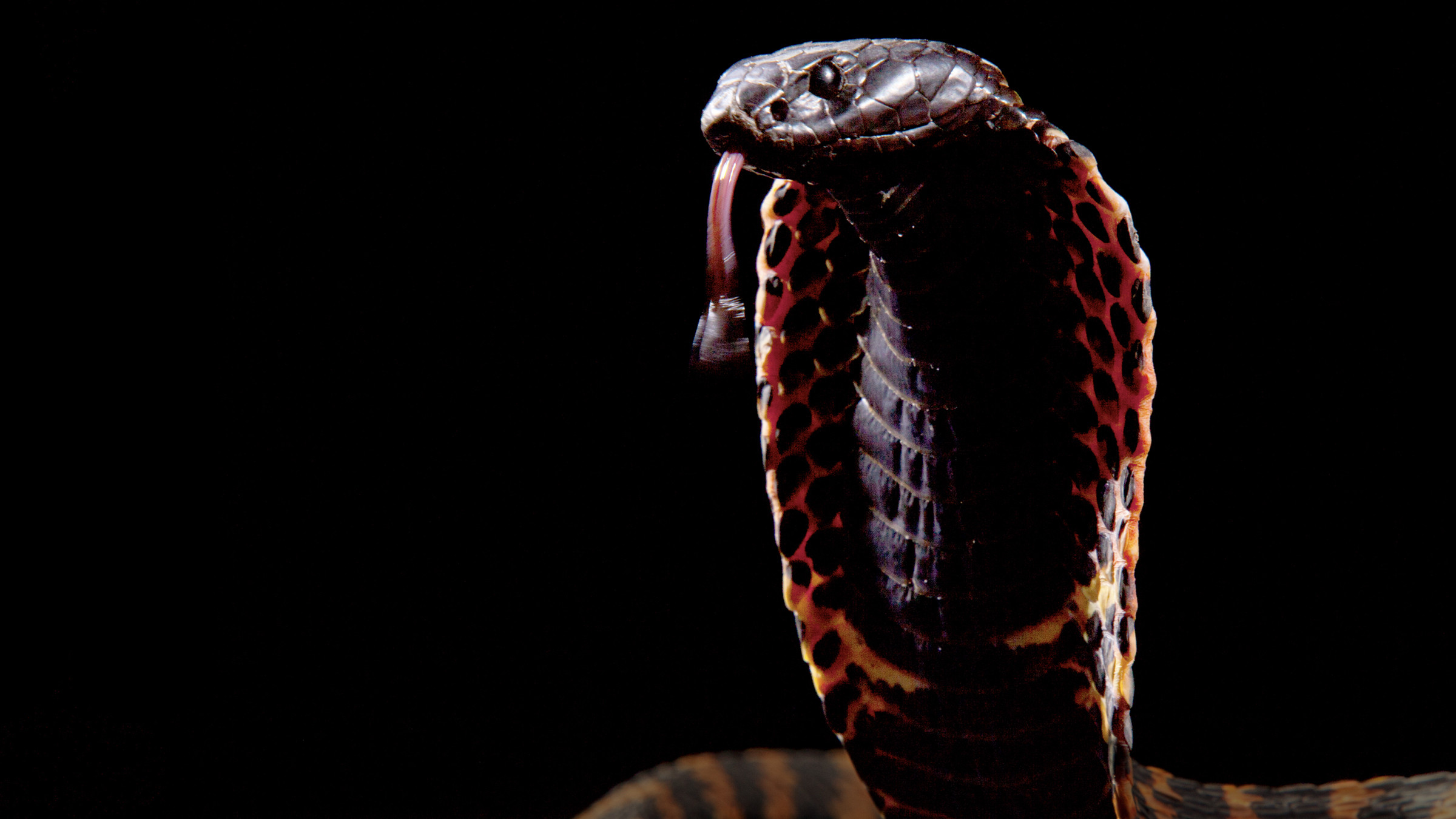 Cobra Mafia Background