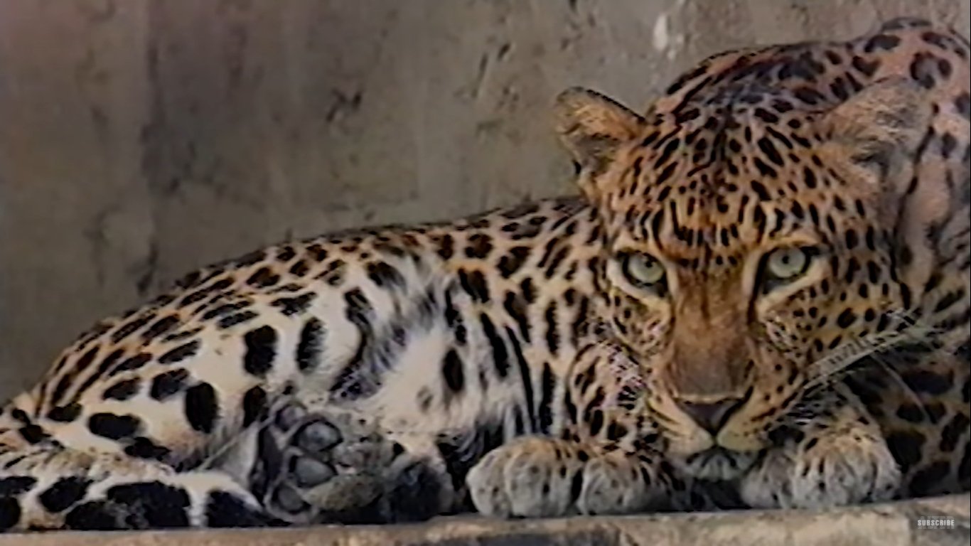 Valerio's Day Out Background