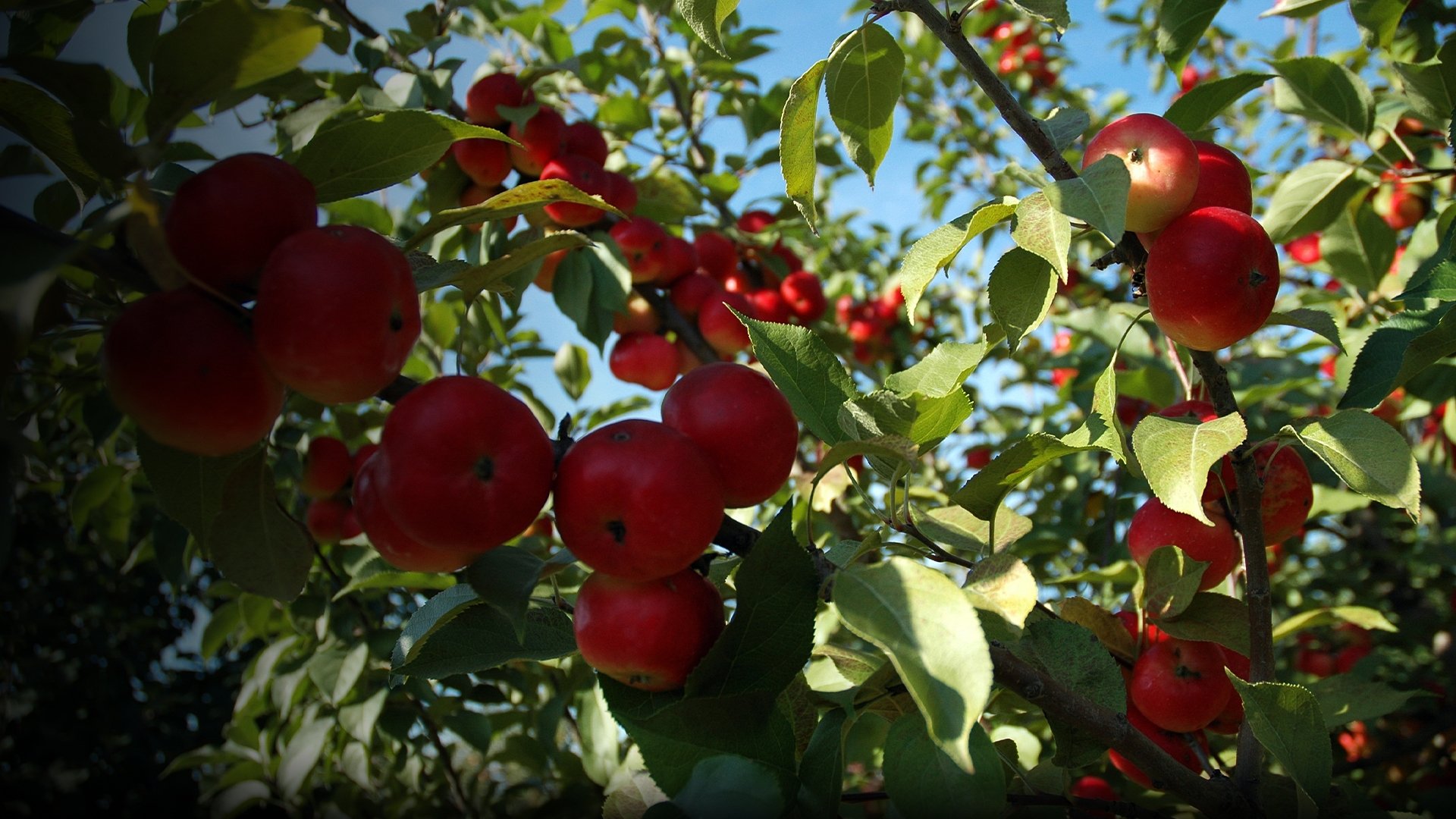 The Botany of Desire Background