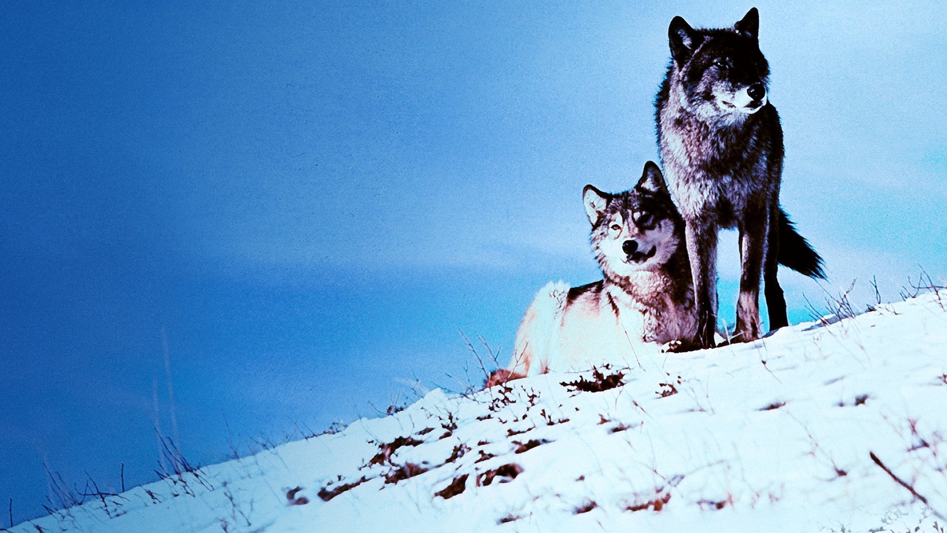 White Wilderness Background