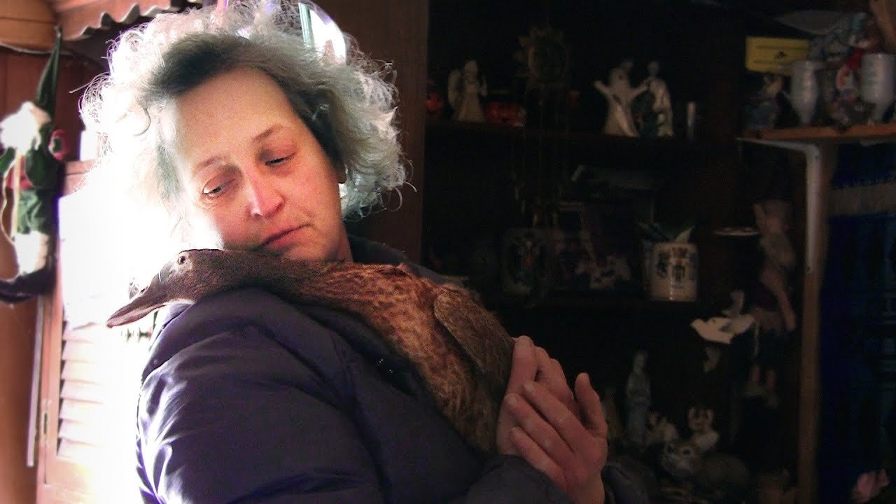 For the Birds Background