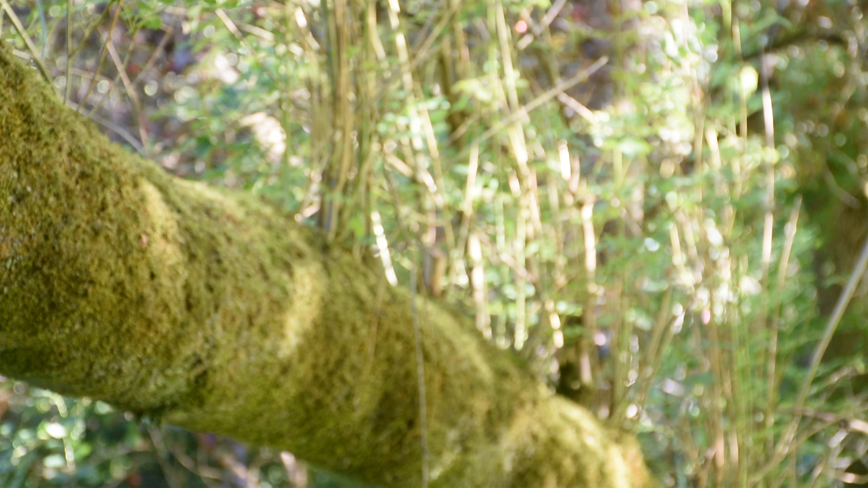 I'll See You Again Background