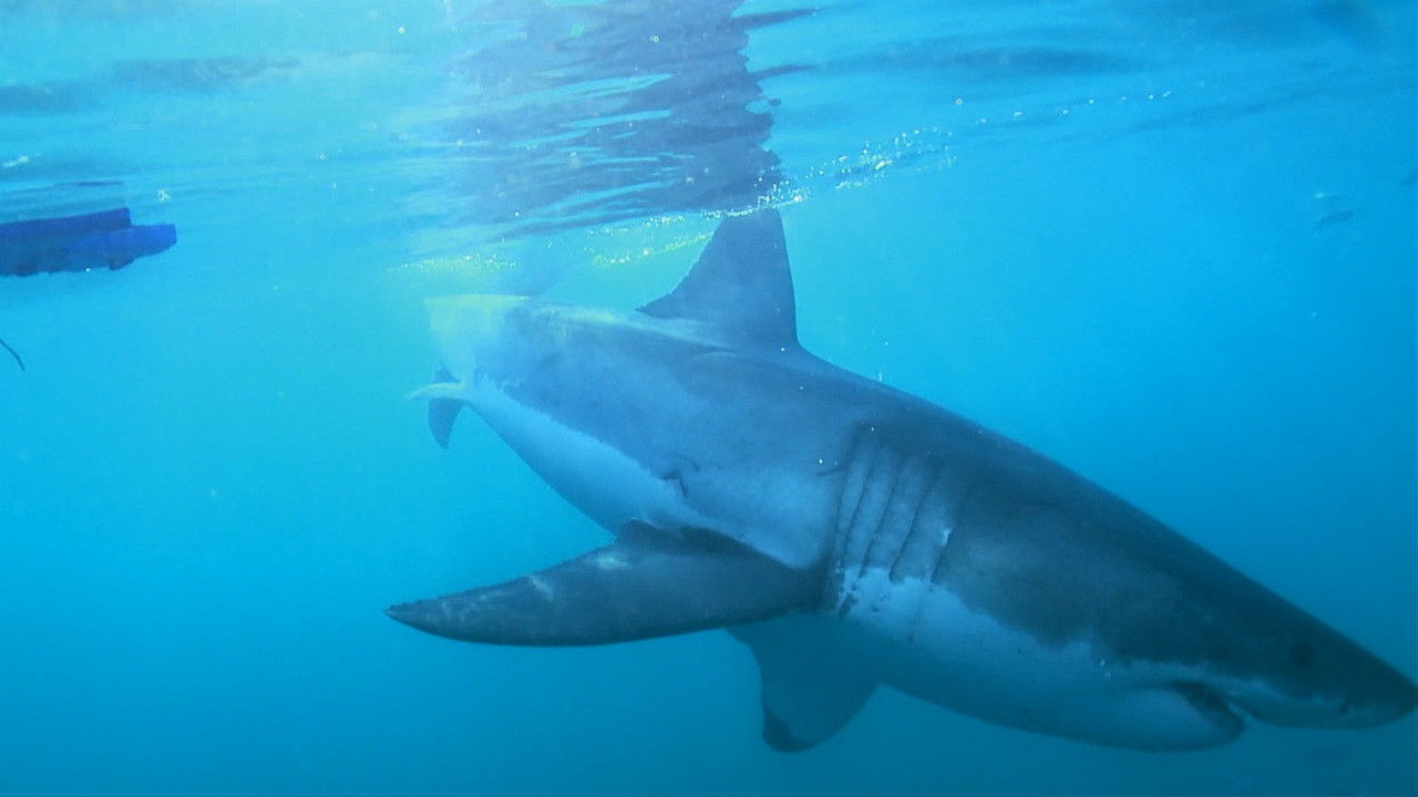 The Magic of the Big Blue. Seven Continents Background