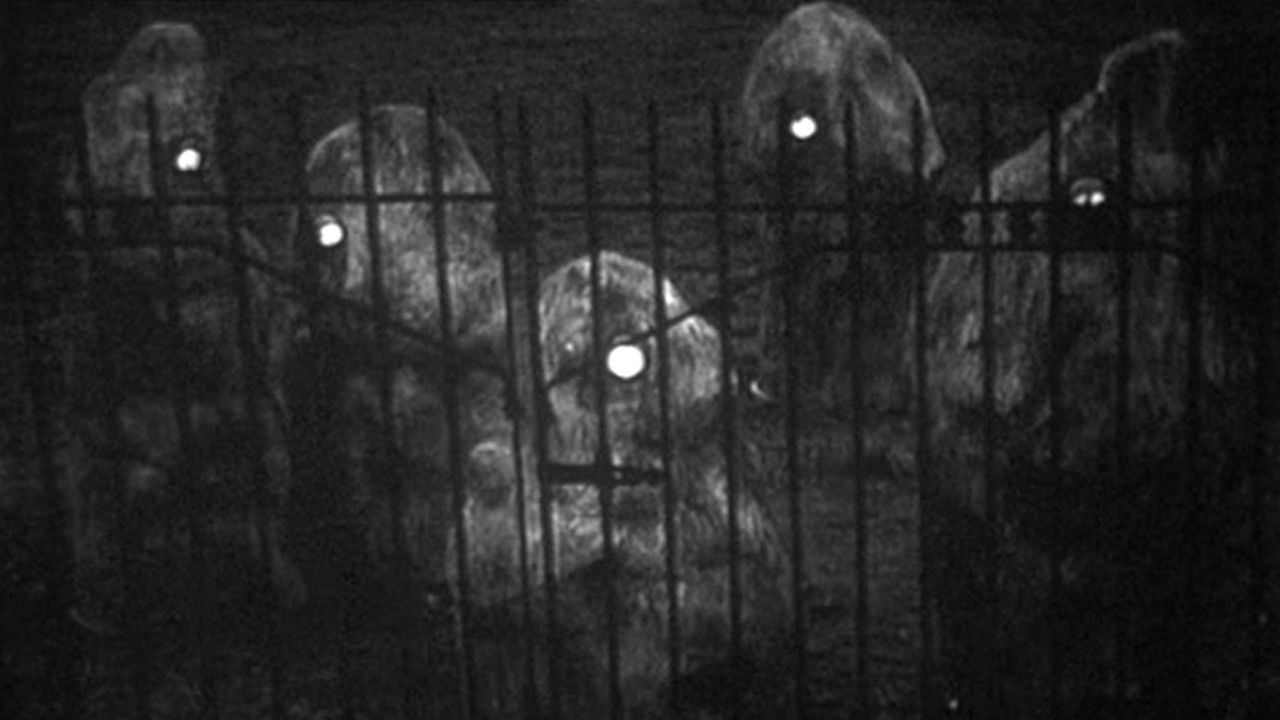 Escape Into Night Background