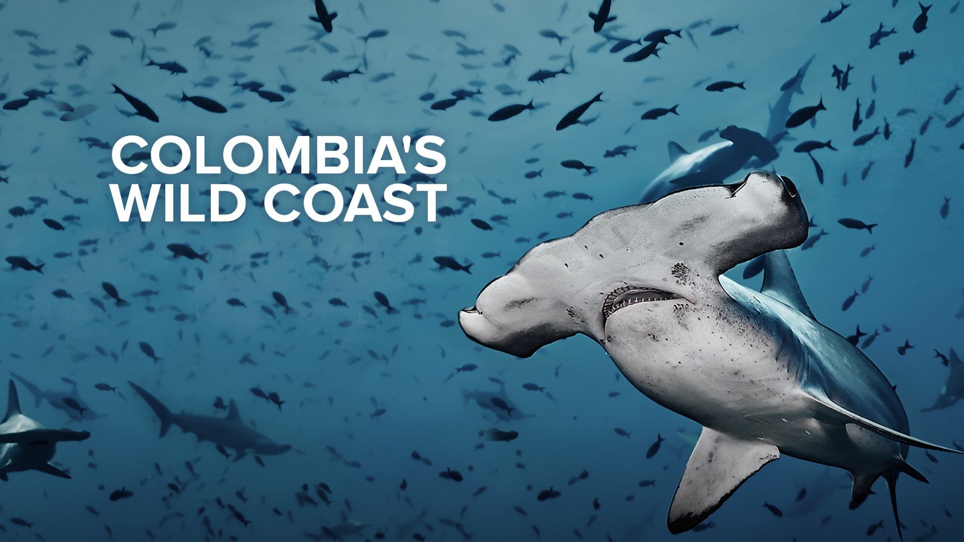 Colombia's Wild Coast Background