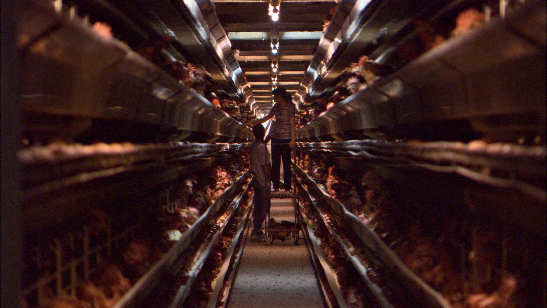 Our Daily Bread Background