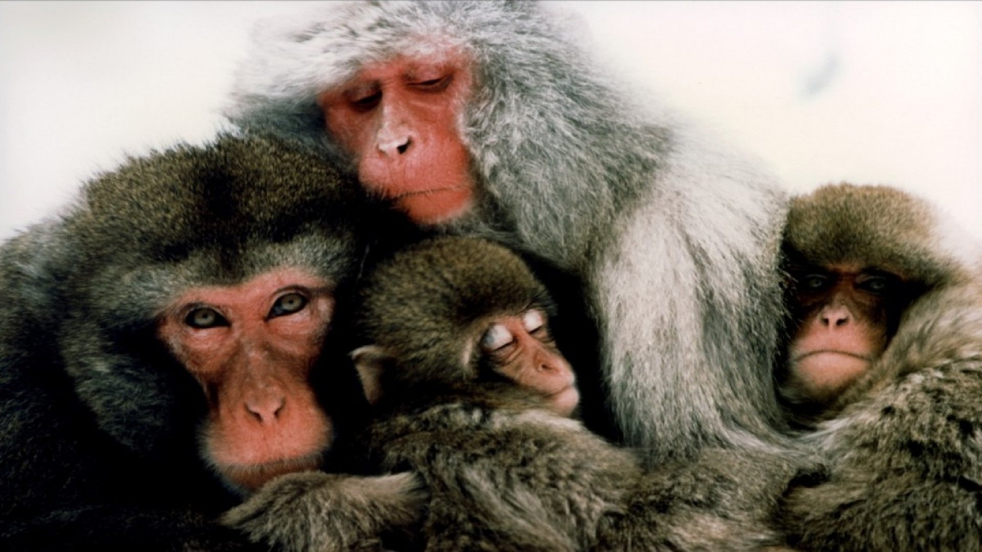 The Monkey Folk Background