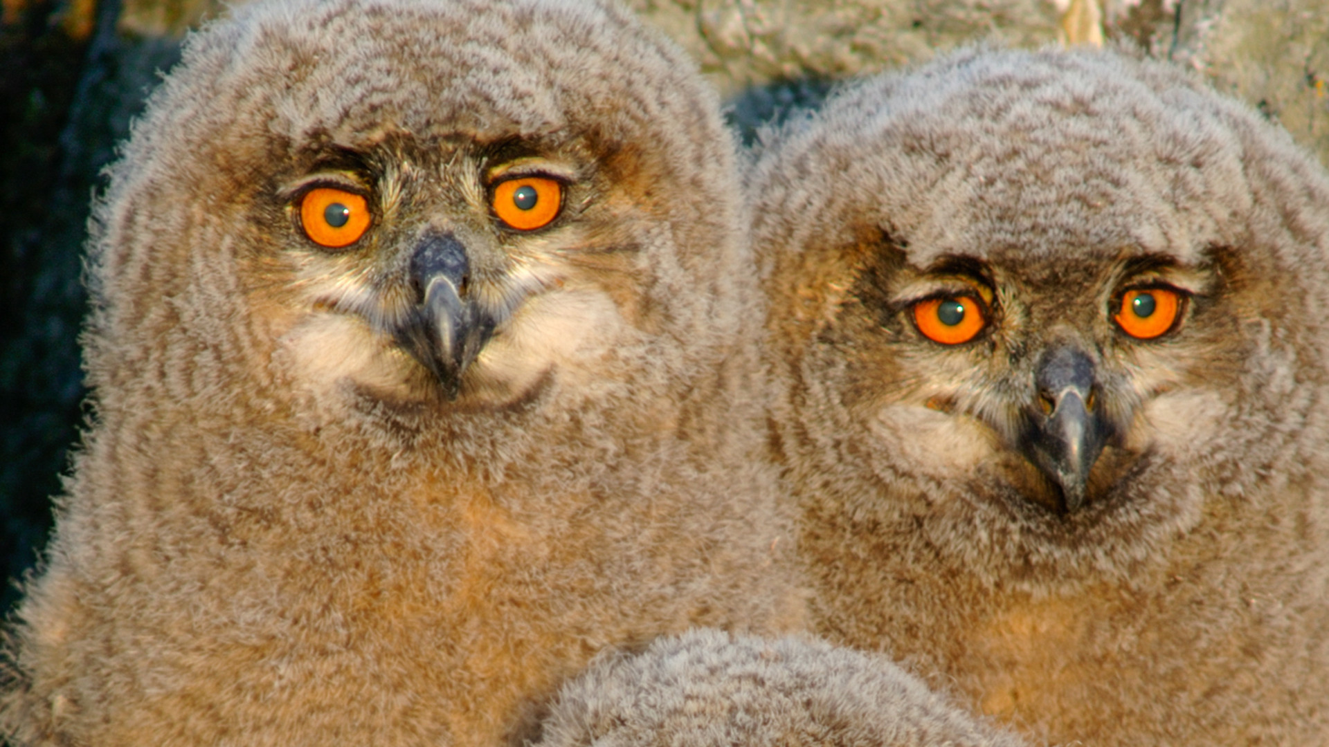 Wild North Background