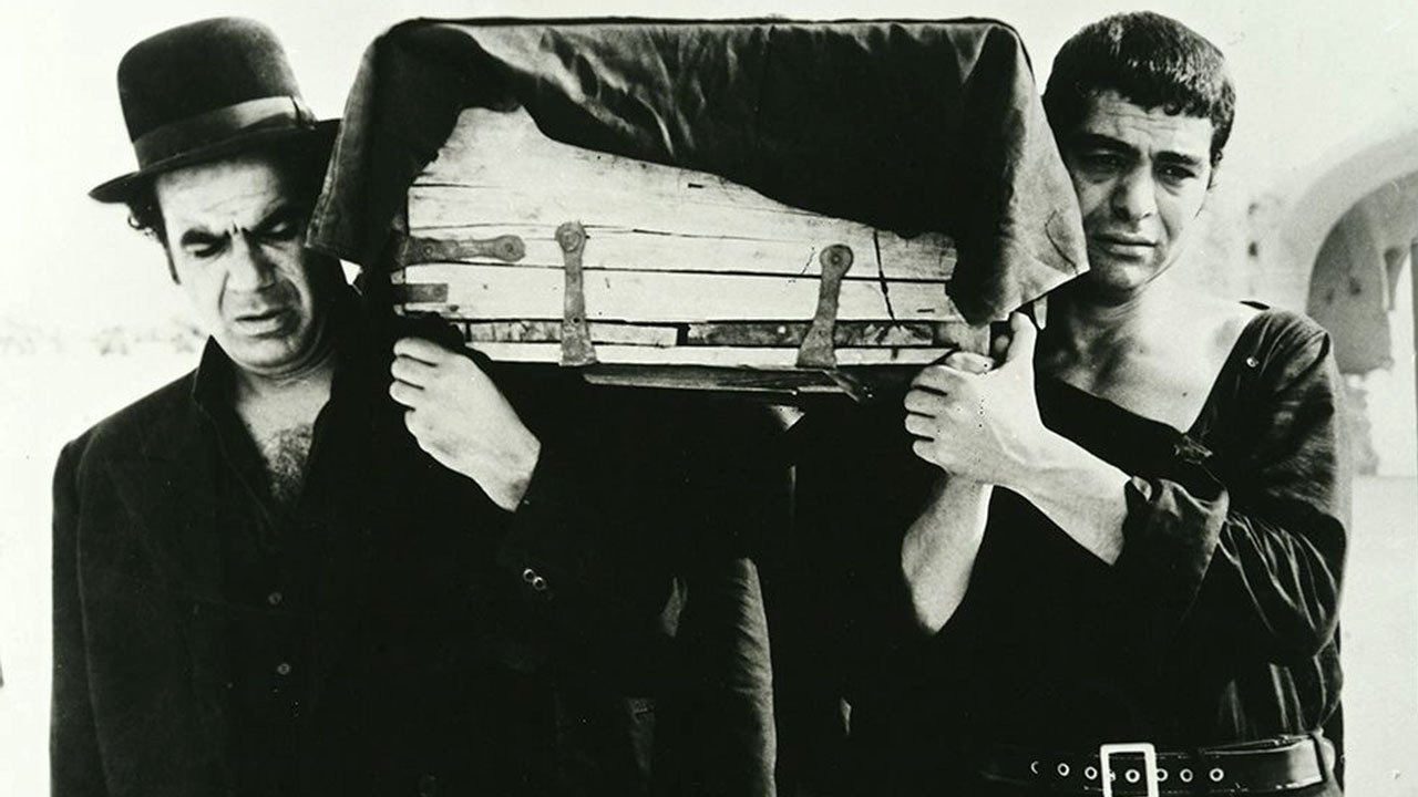 Wood Pigeon Background