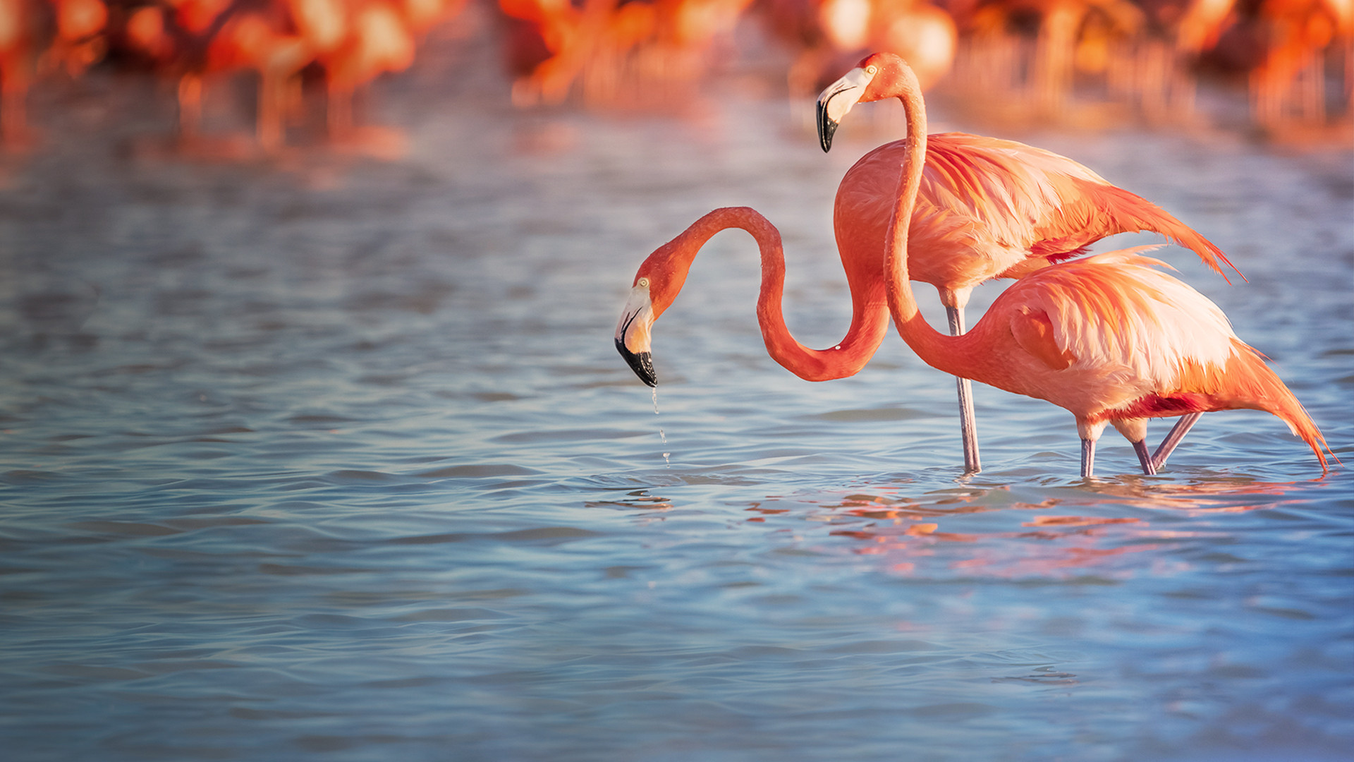 Planet of the Birds Background