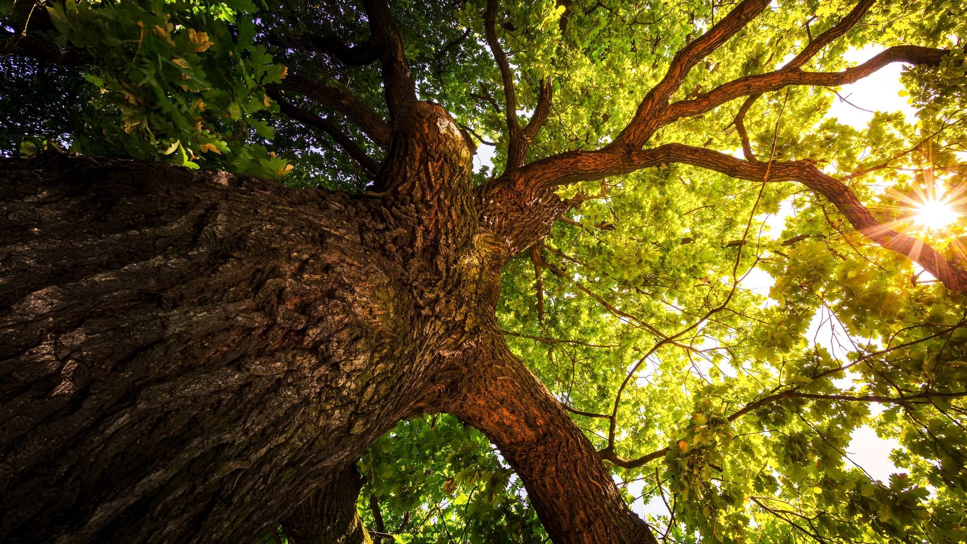 The Secret Life of Trees Background