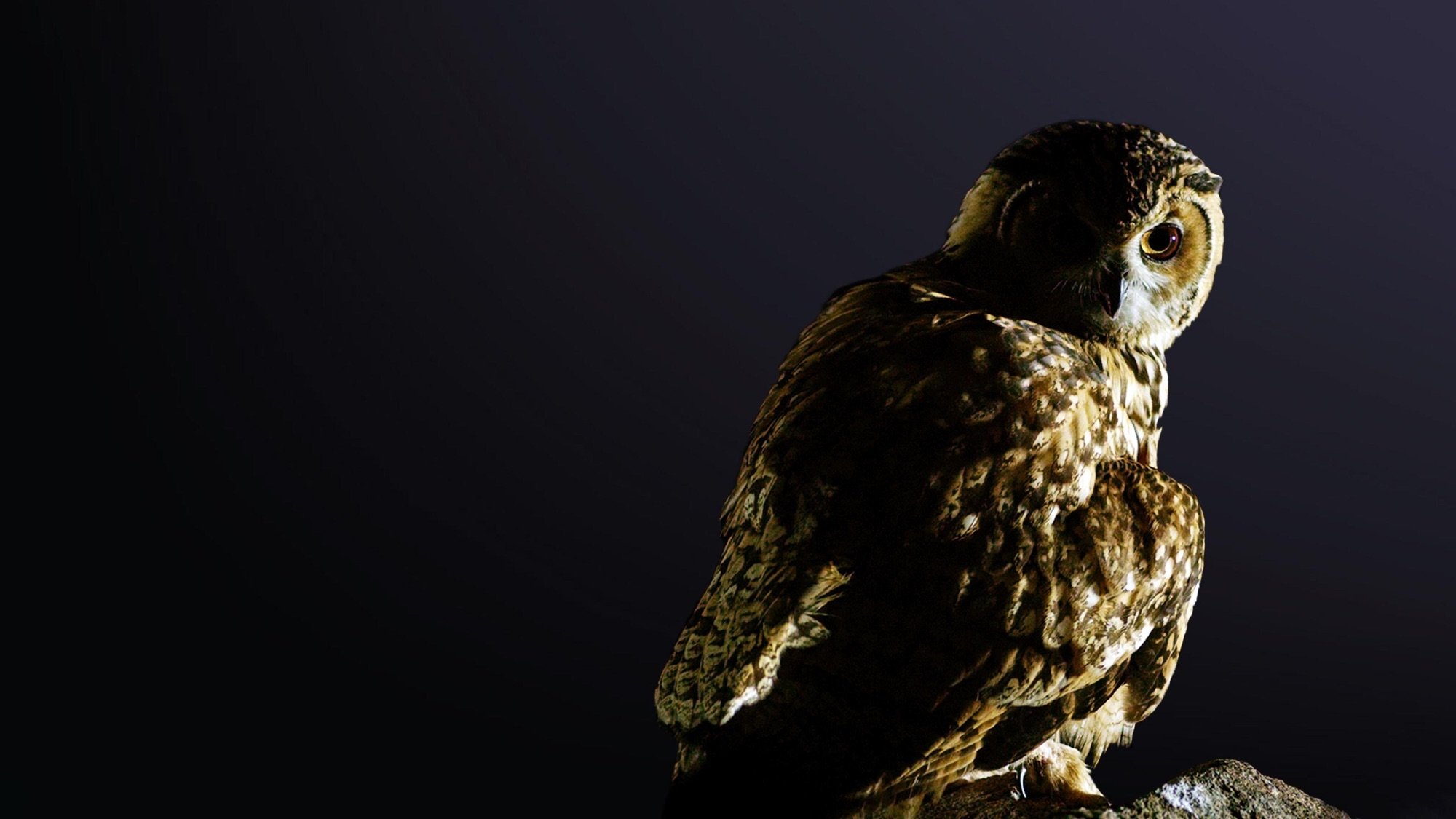 Dead By Dawn Background