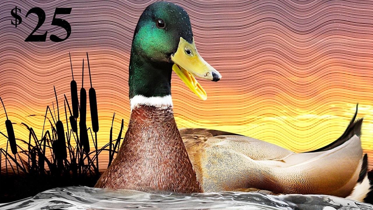 The Million Dollar Duck Background