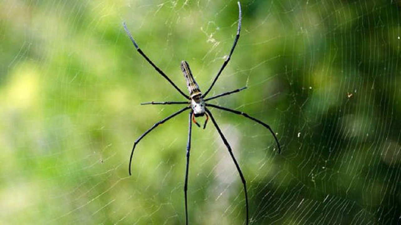 L'art du mensonge Background