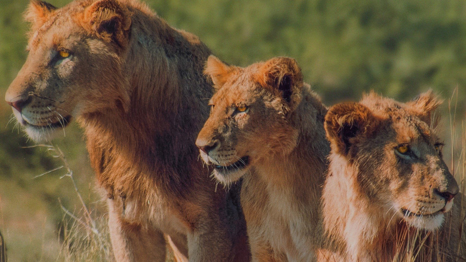 Deadly Hunters Background