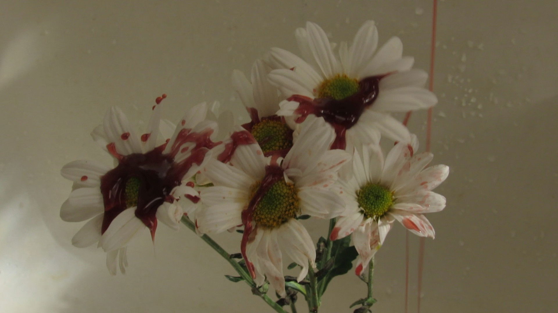 La Ursa's Carcase Background